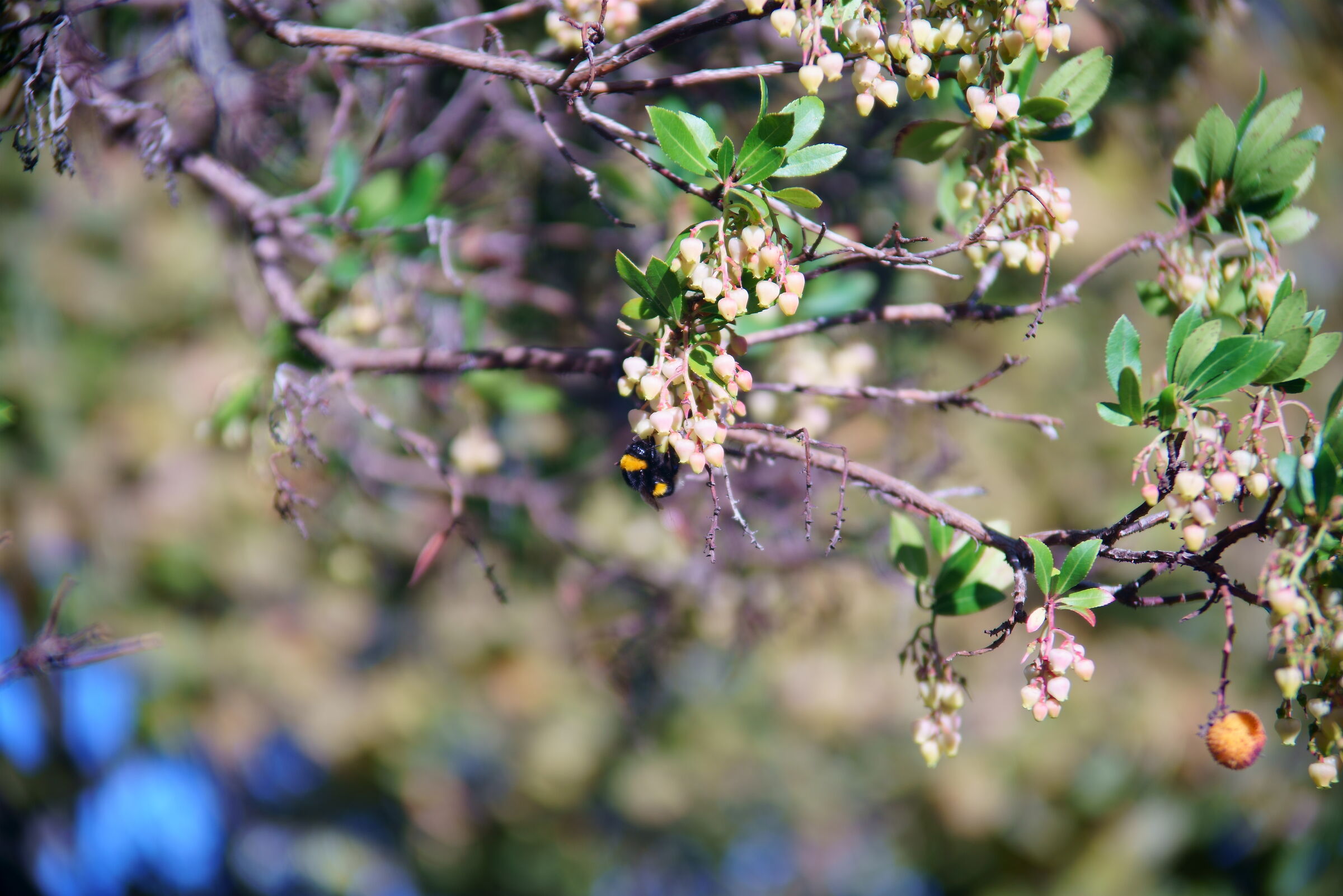 Ape e fiori