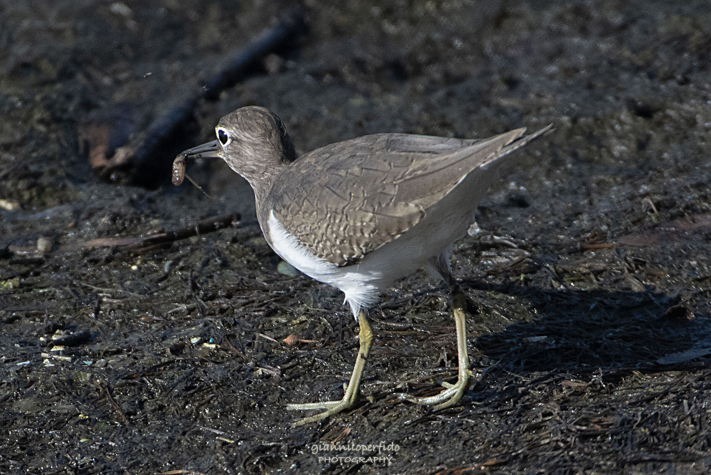piro, piro "bocconcino"