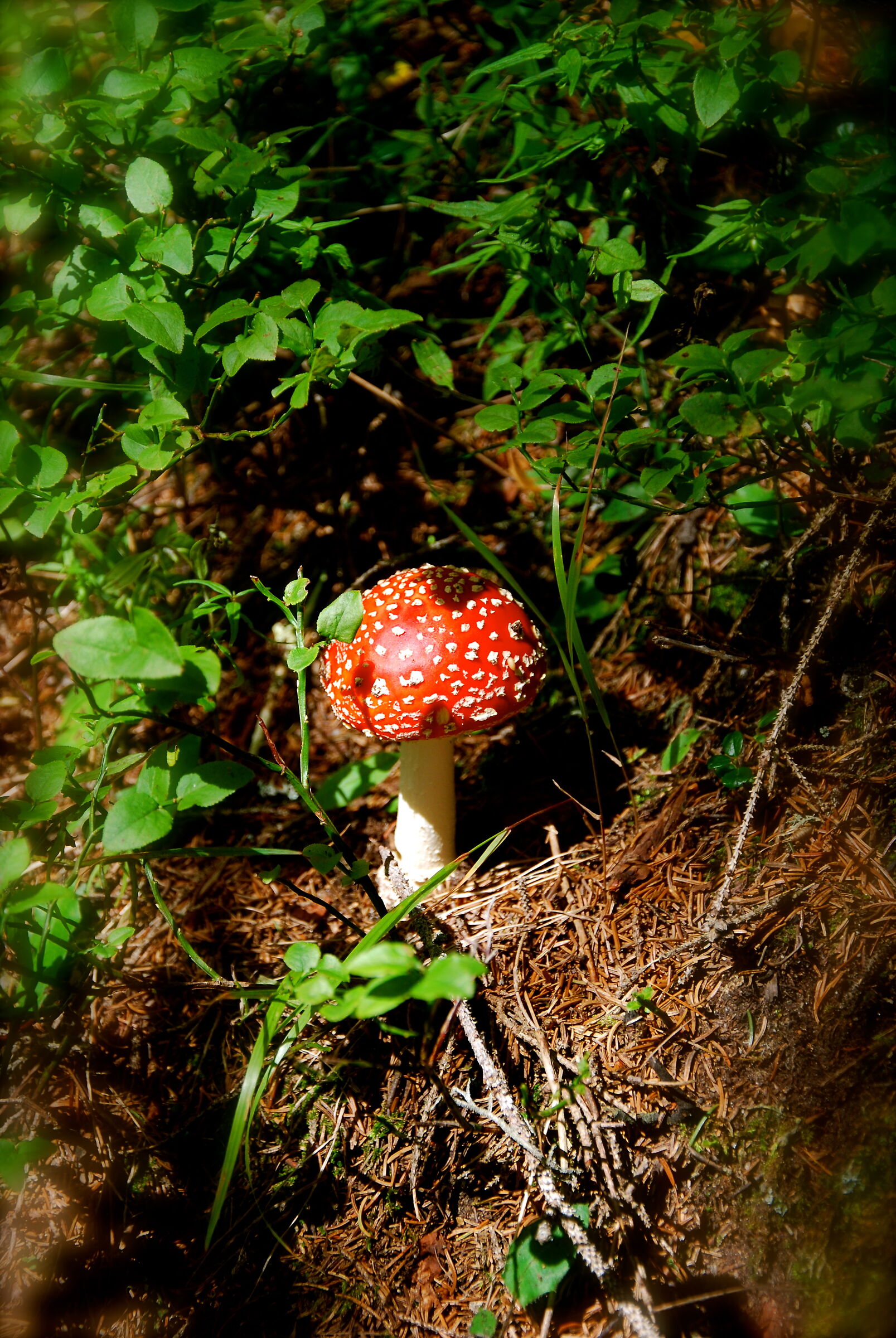 Amanita Muscaria