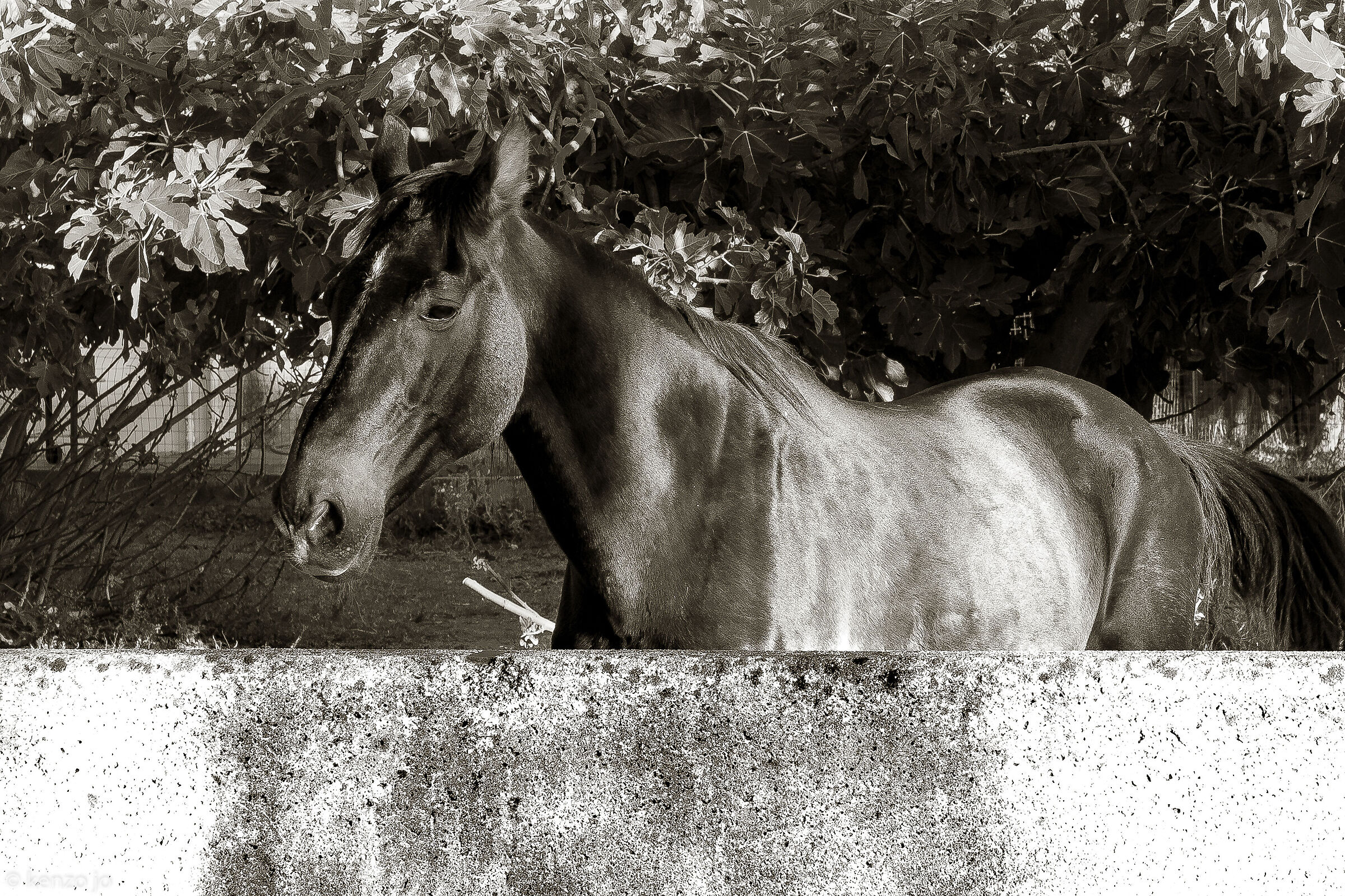 A horse with no name