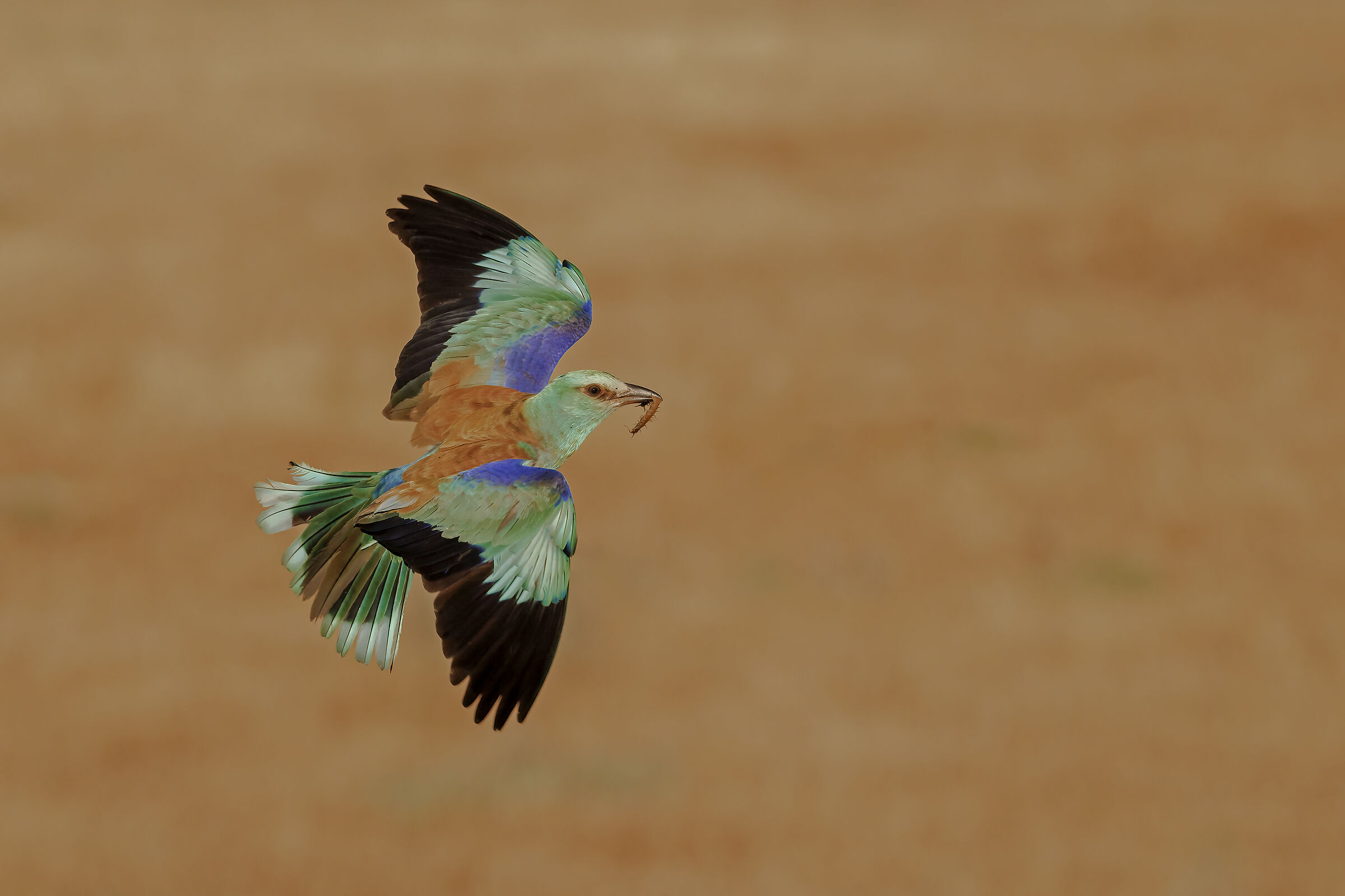 Jay with prey