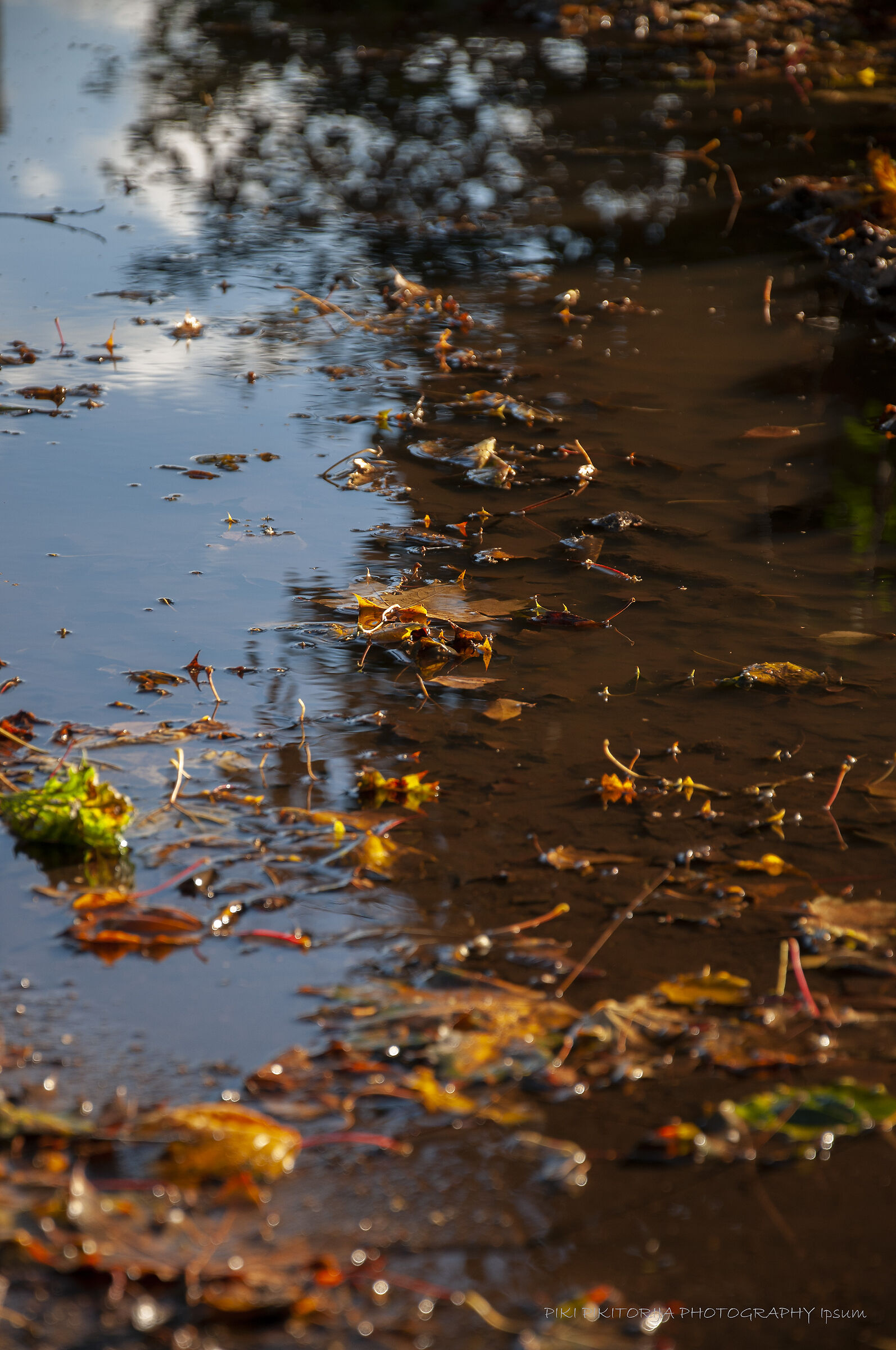 Autumn Etude