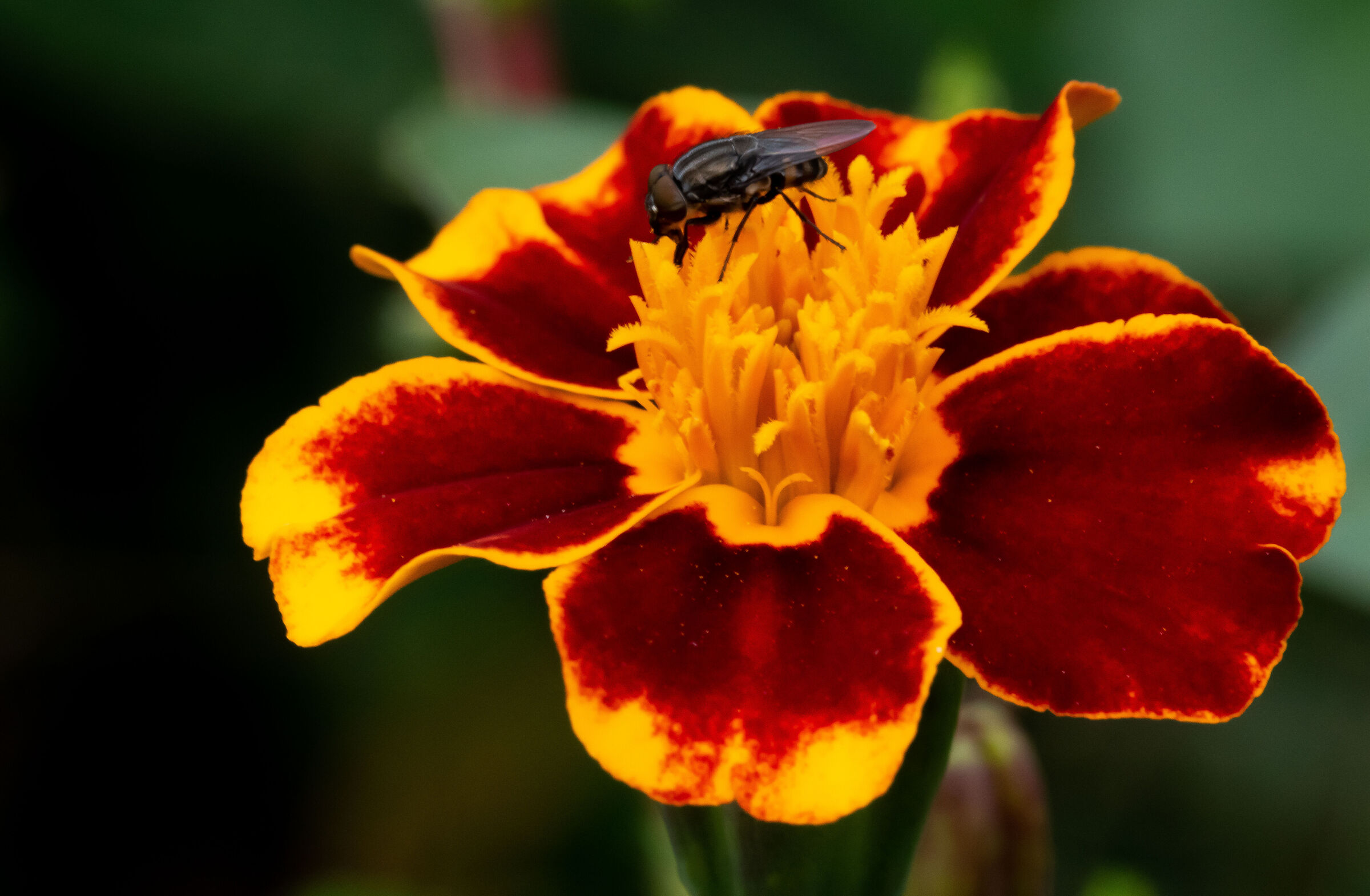 Mosca su fiore di Tagetes patula