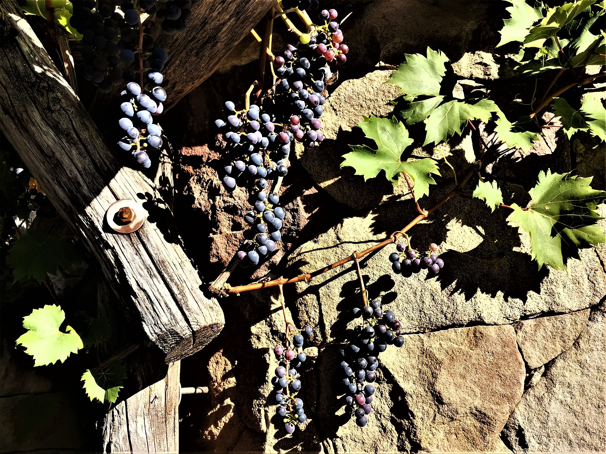 One grain-two grains-three cihicchi-prosit-