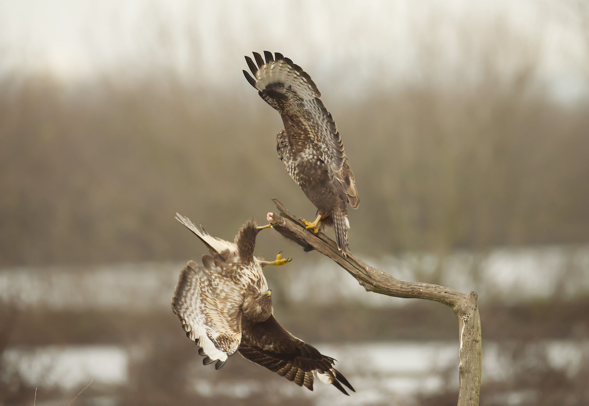 buzzards