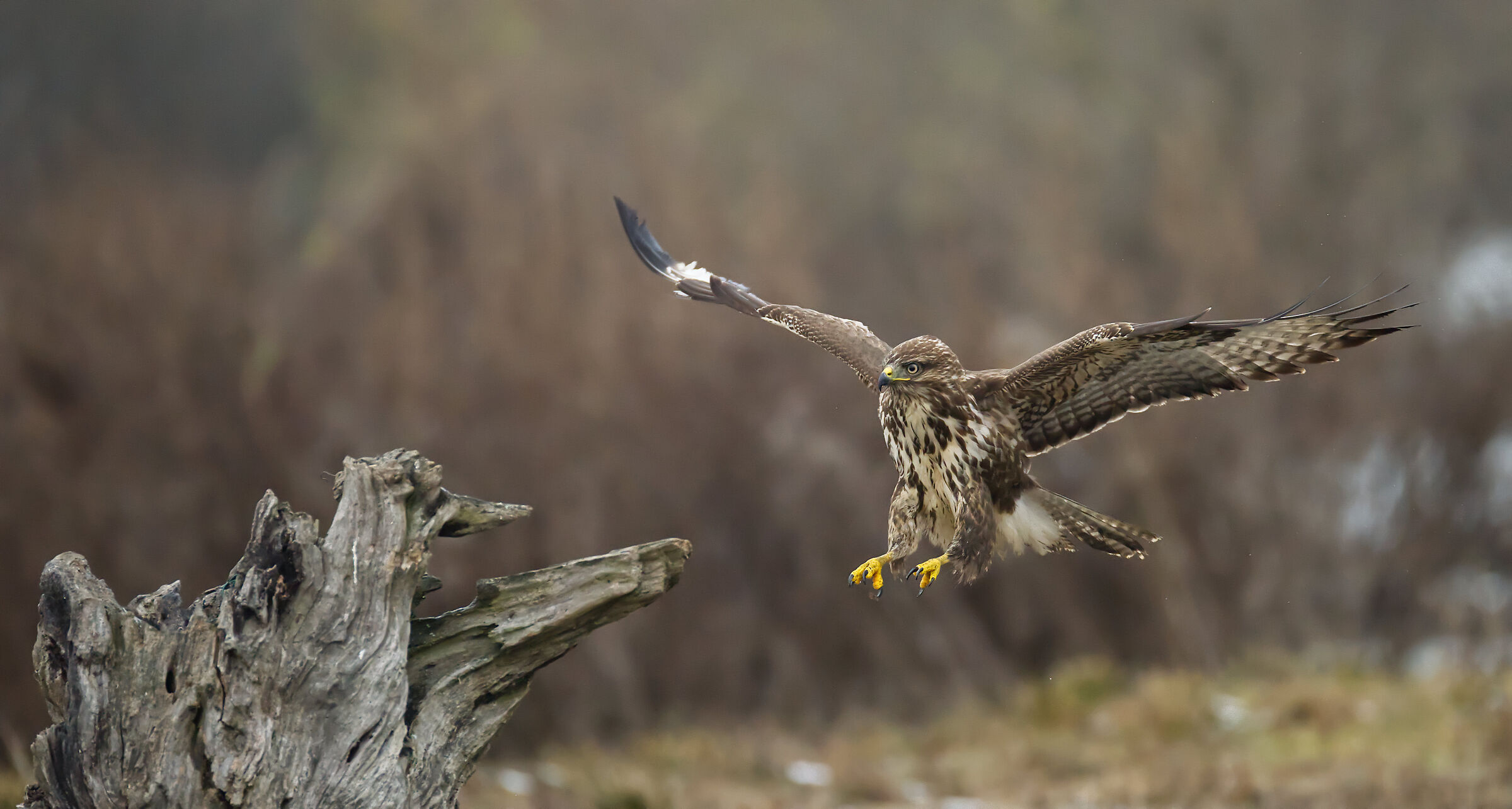 buzzard