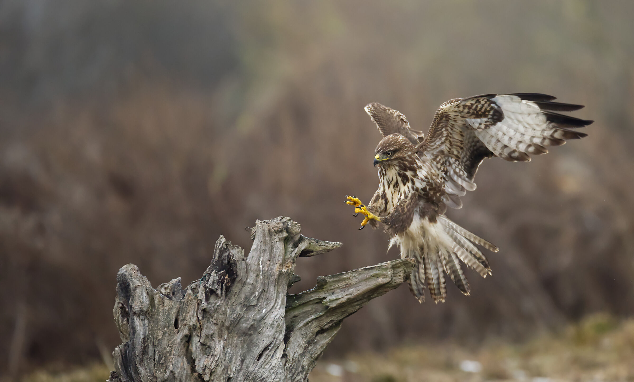 buzzard