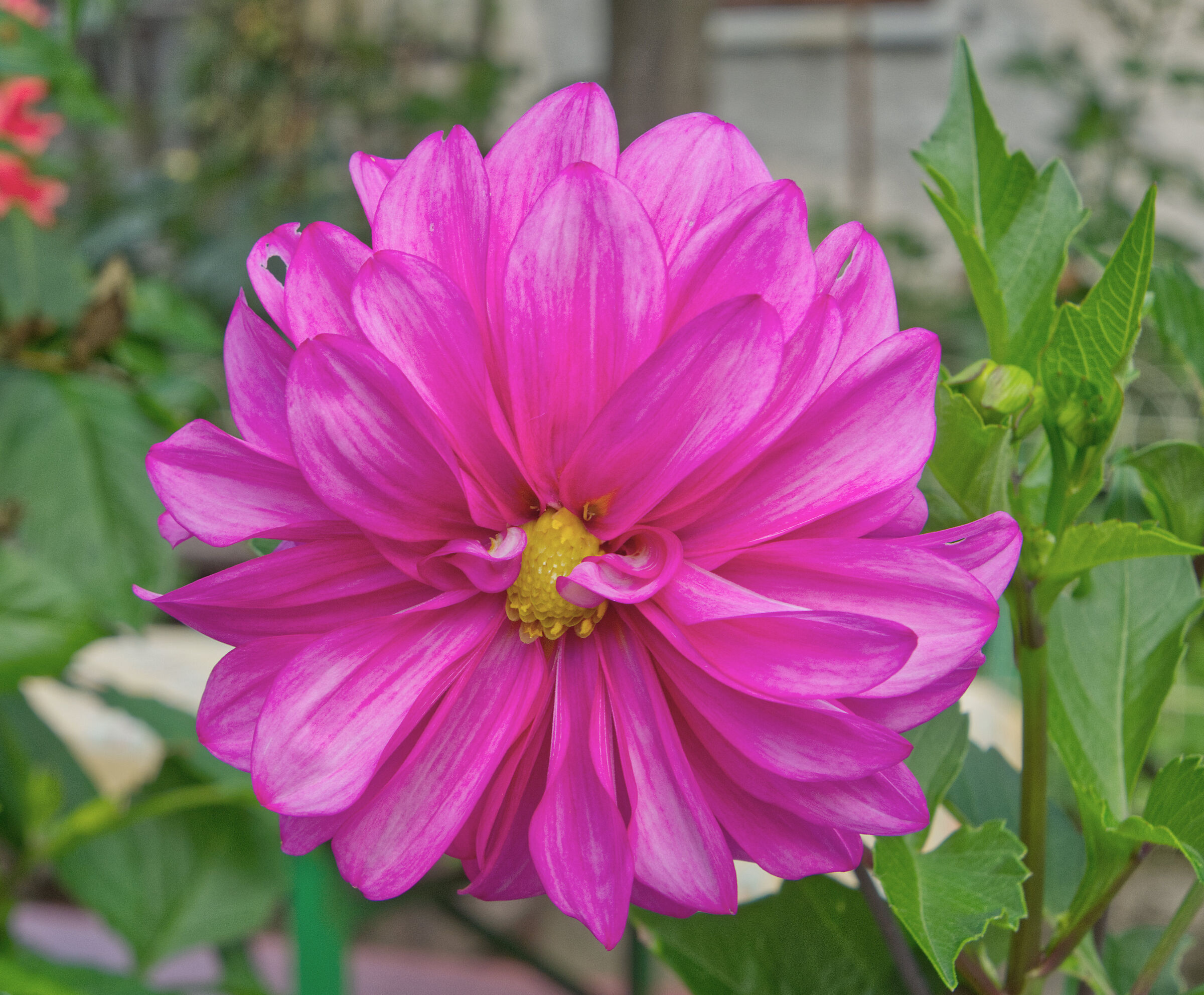 dahlia