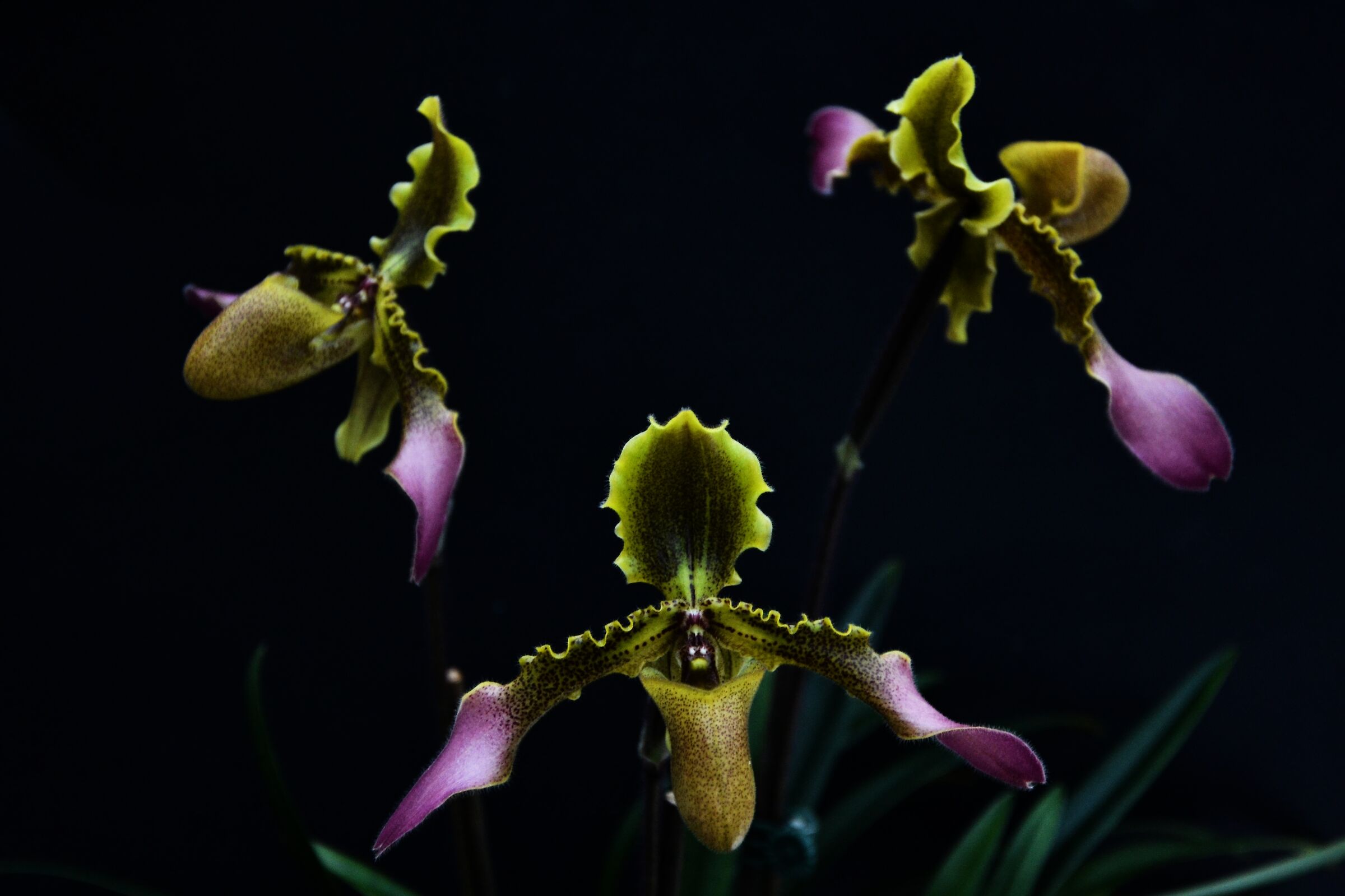 Paphiopedilum esquirolei