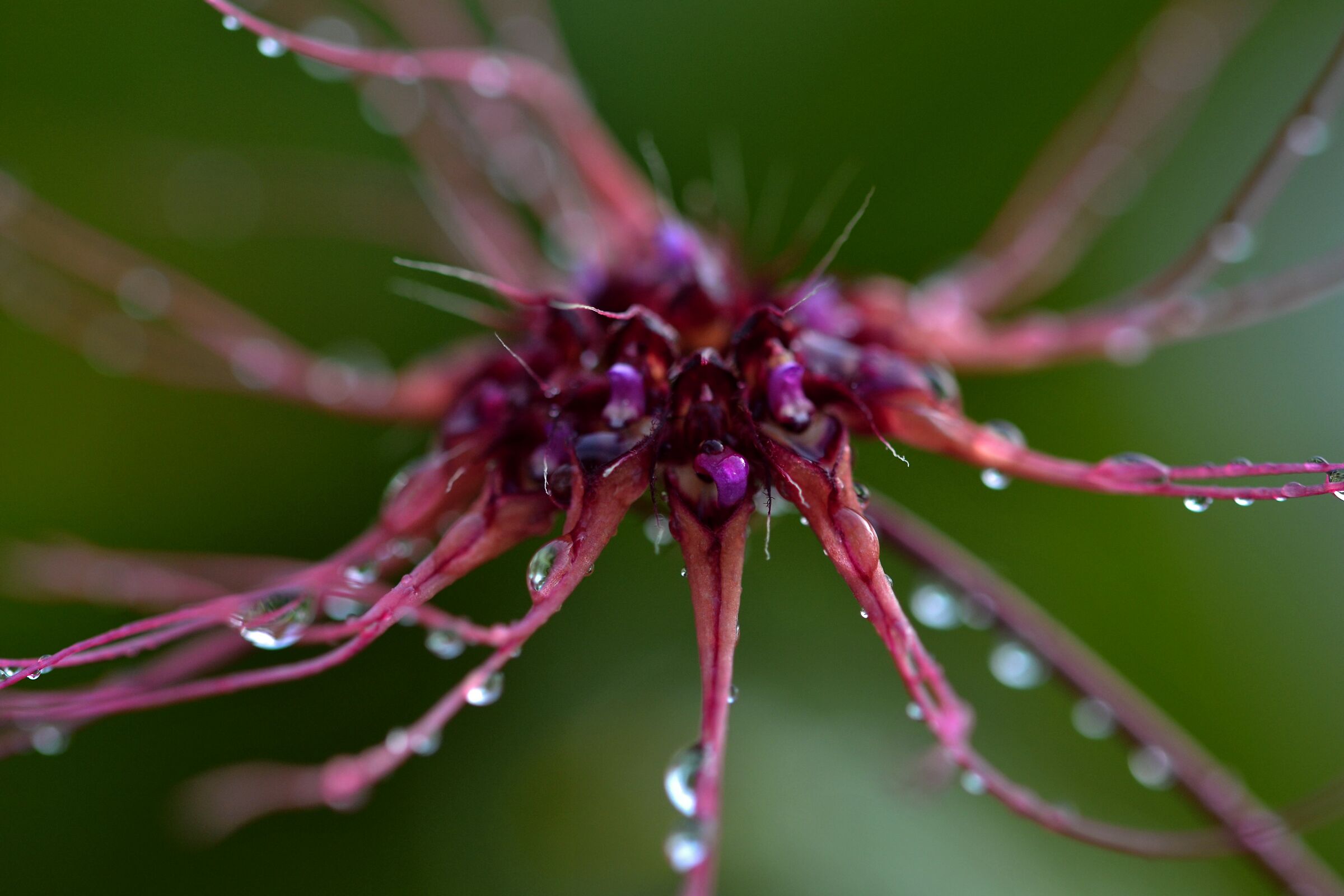 Bulbophyllum gracilimum