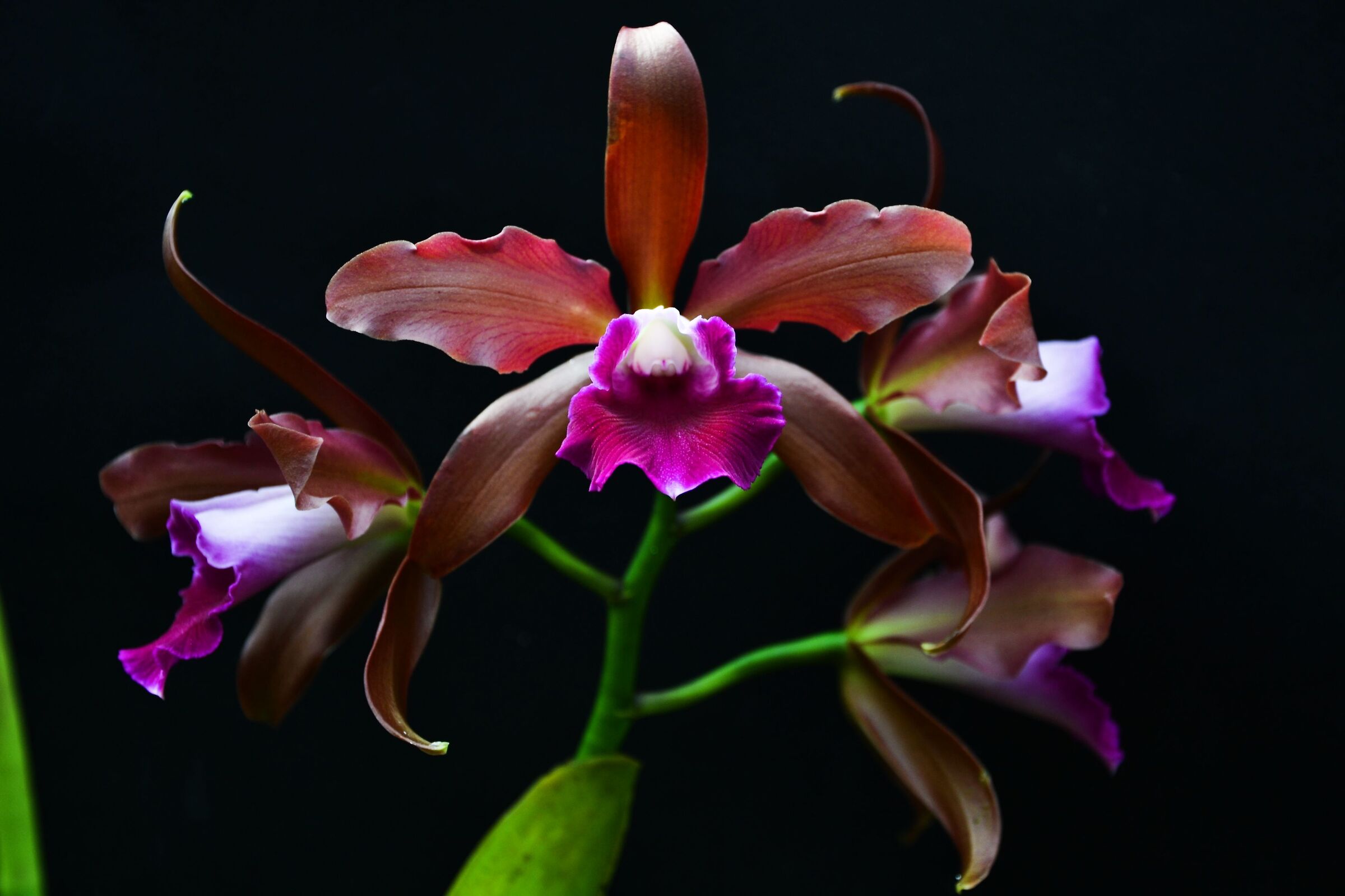 Cattleya leopoldii x Laelia tenebrosa
