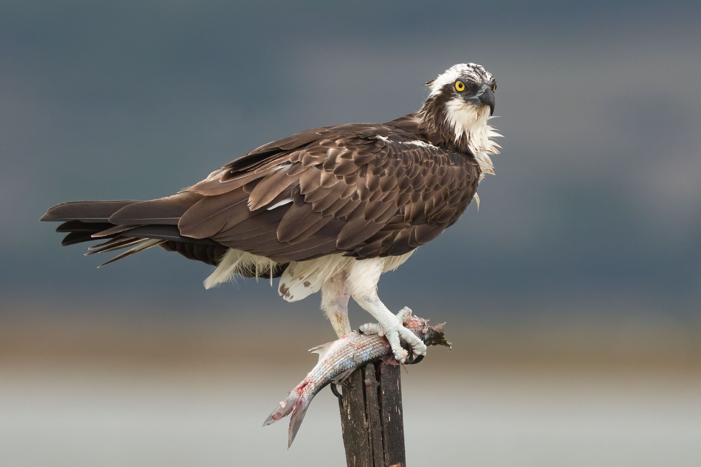 Falco pescatore