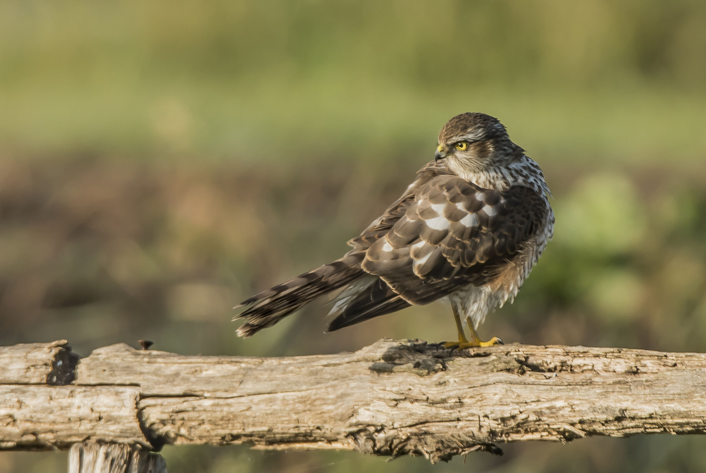 Sparrowhawk