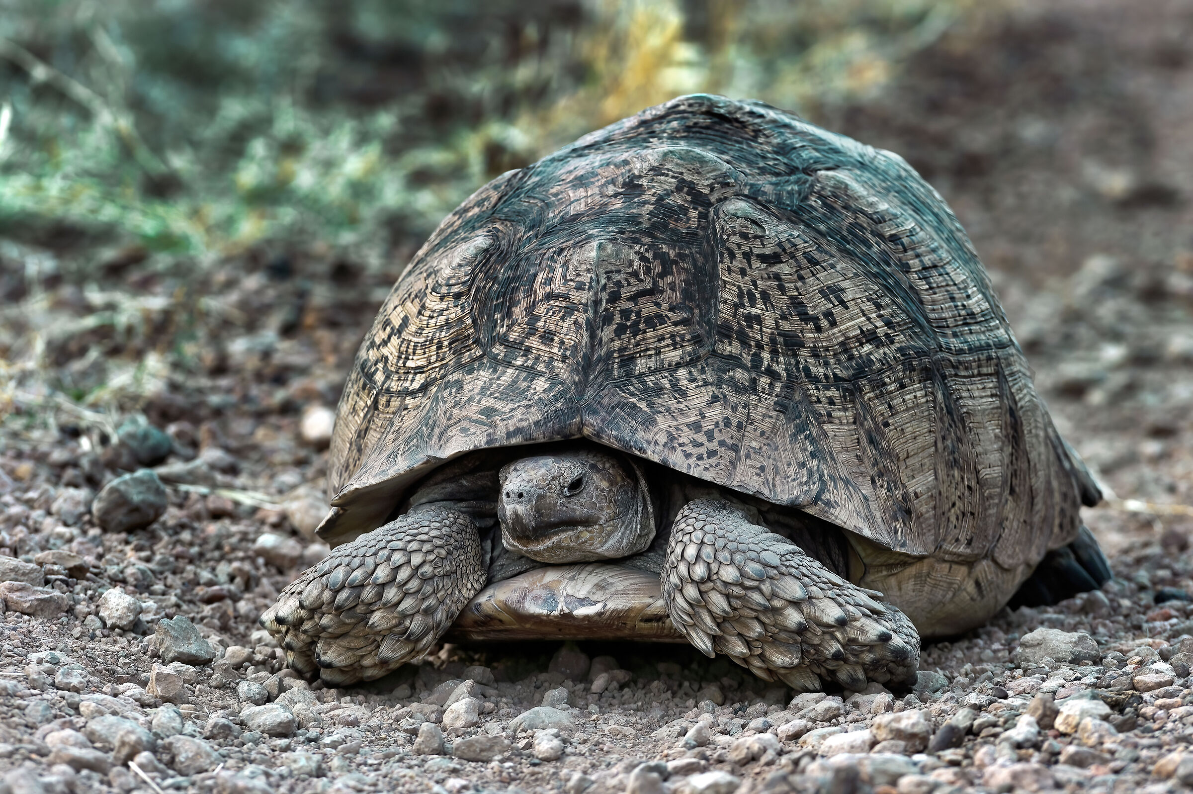 Testuggine di terra, Tortoise
