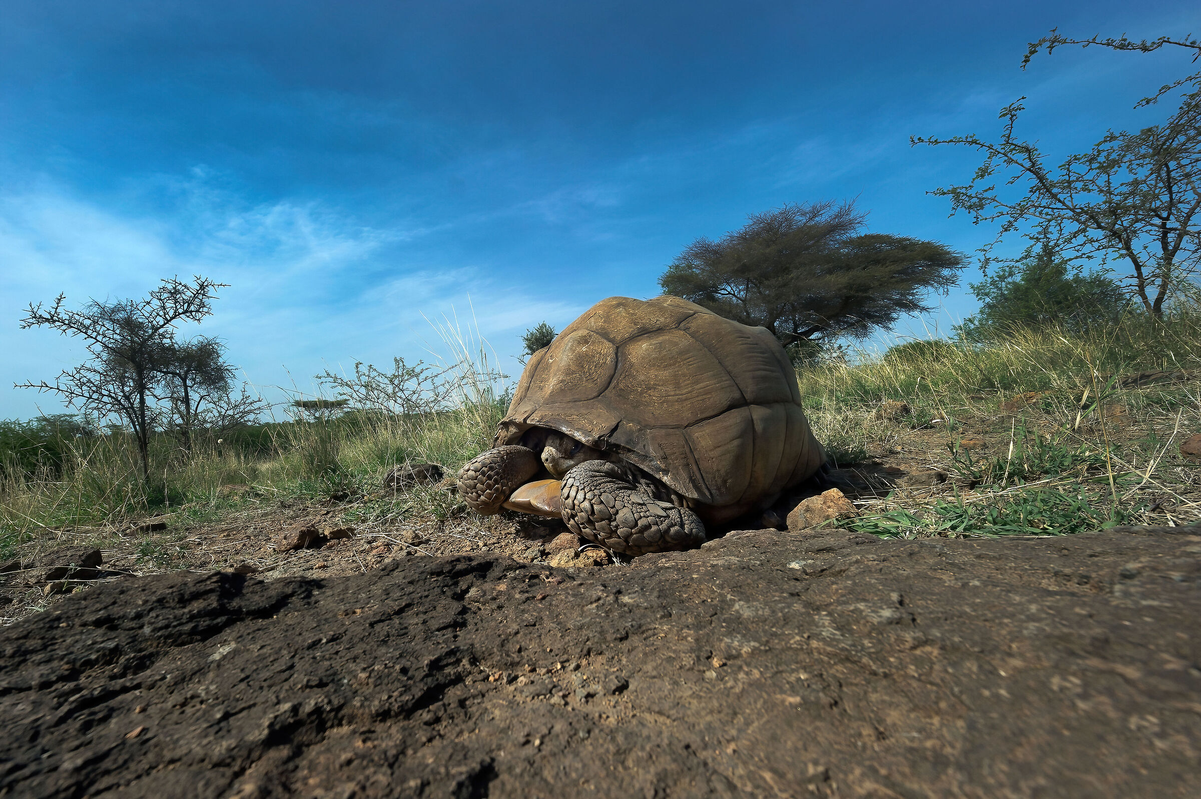 Testuggine di terra, Tortoise