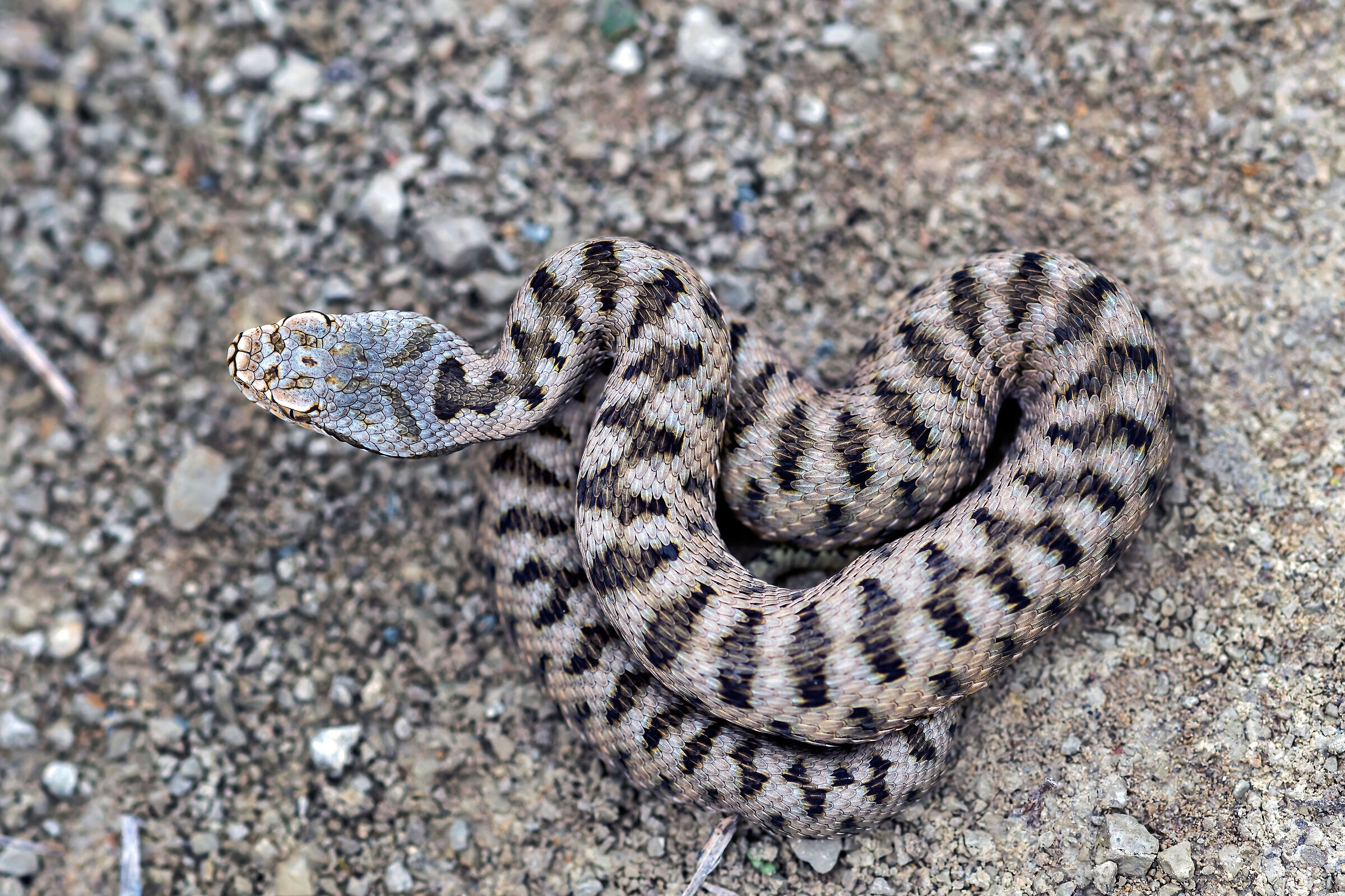 Vipera (Vipera aspis) juv., Viper