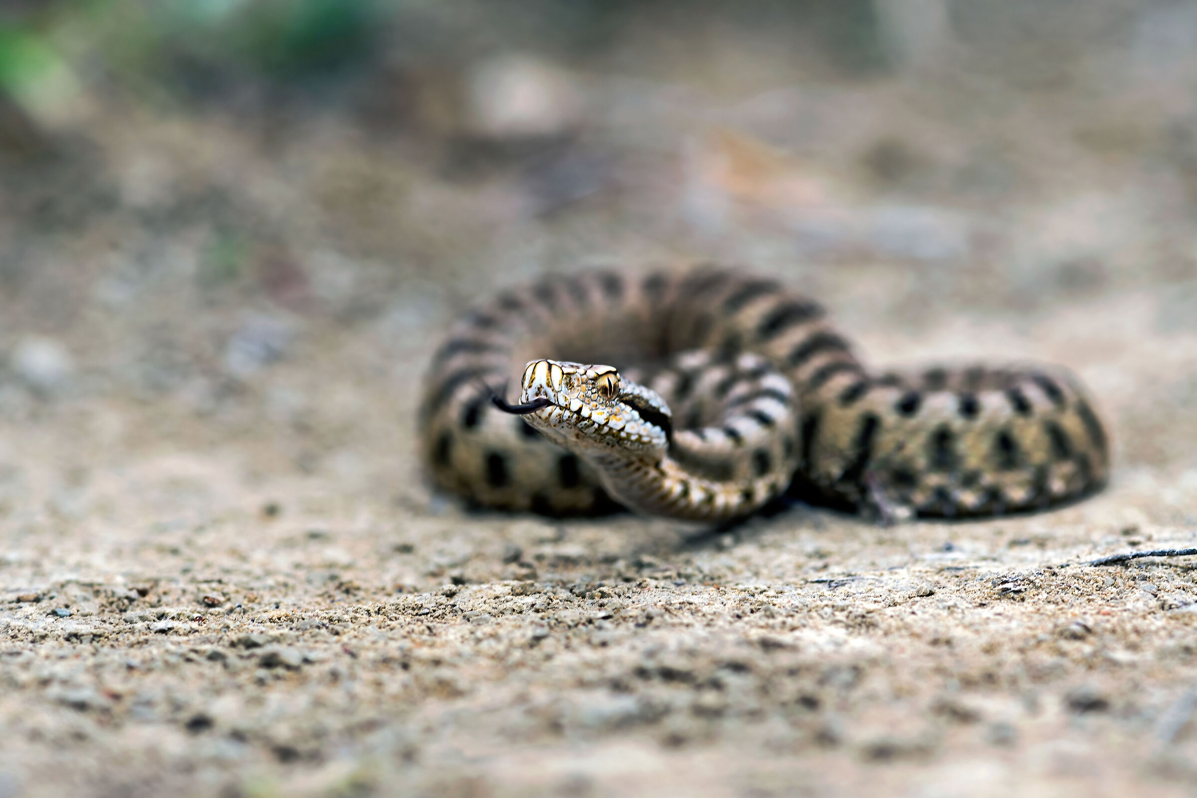 Vipera (Vipera aspis) juv., Viper