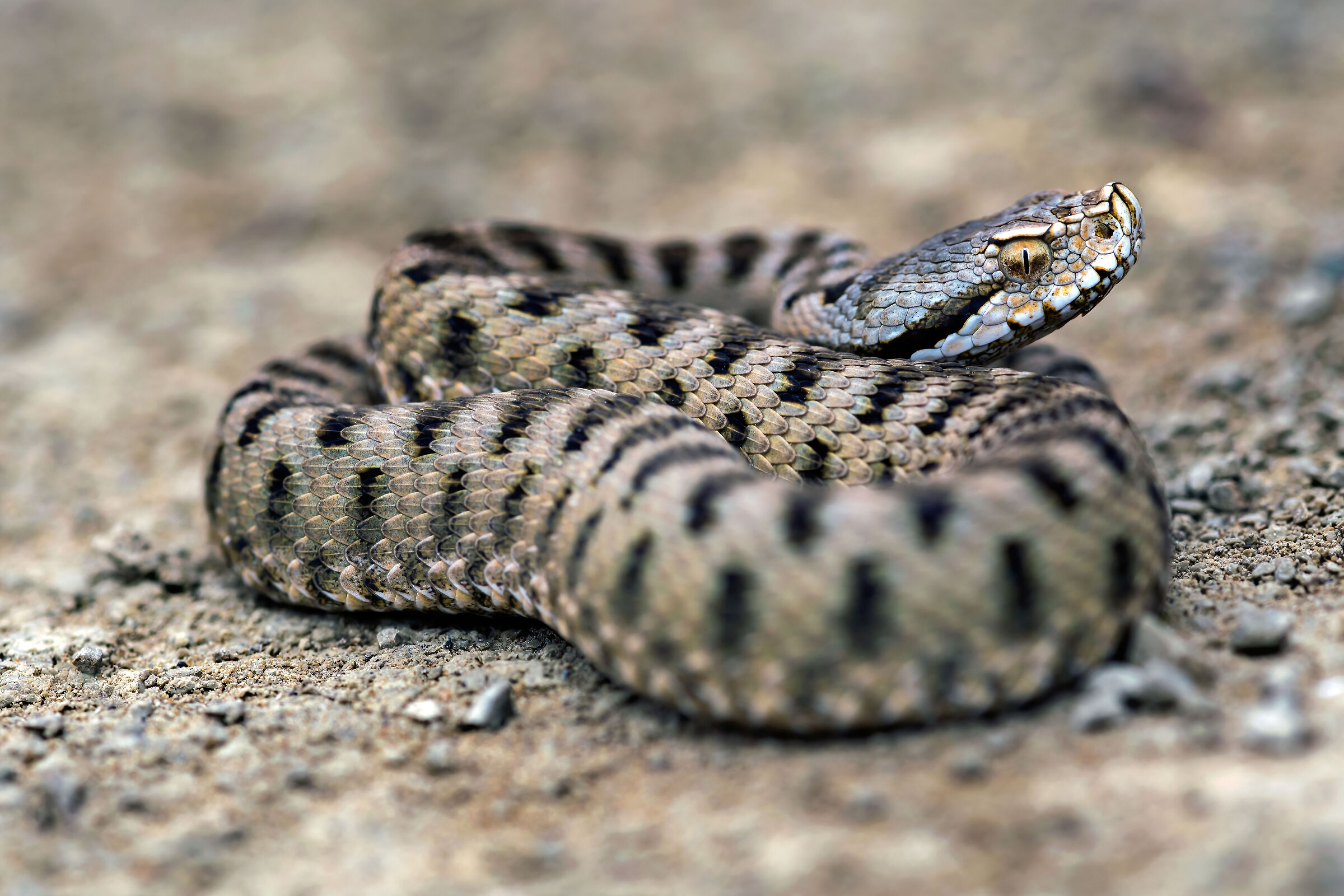 Vipera (Vipera aspis) juv., Viper
