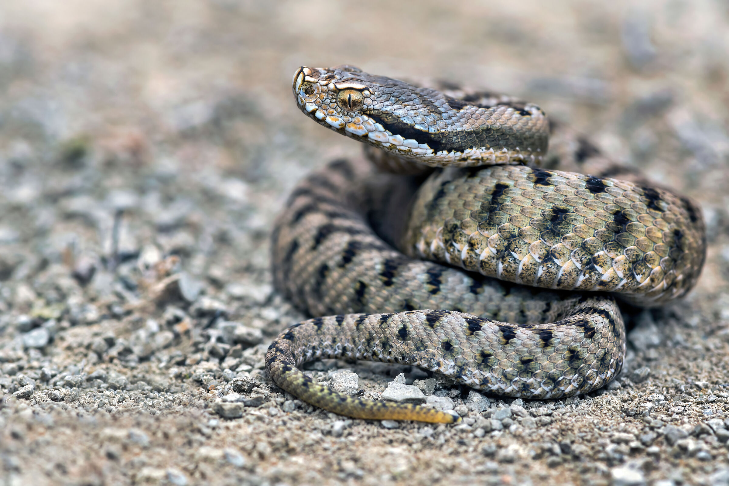Vipera (Vipera aspis) juv., Viper
