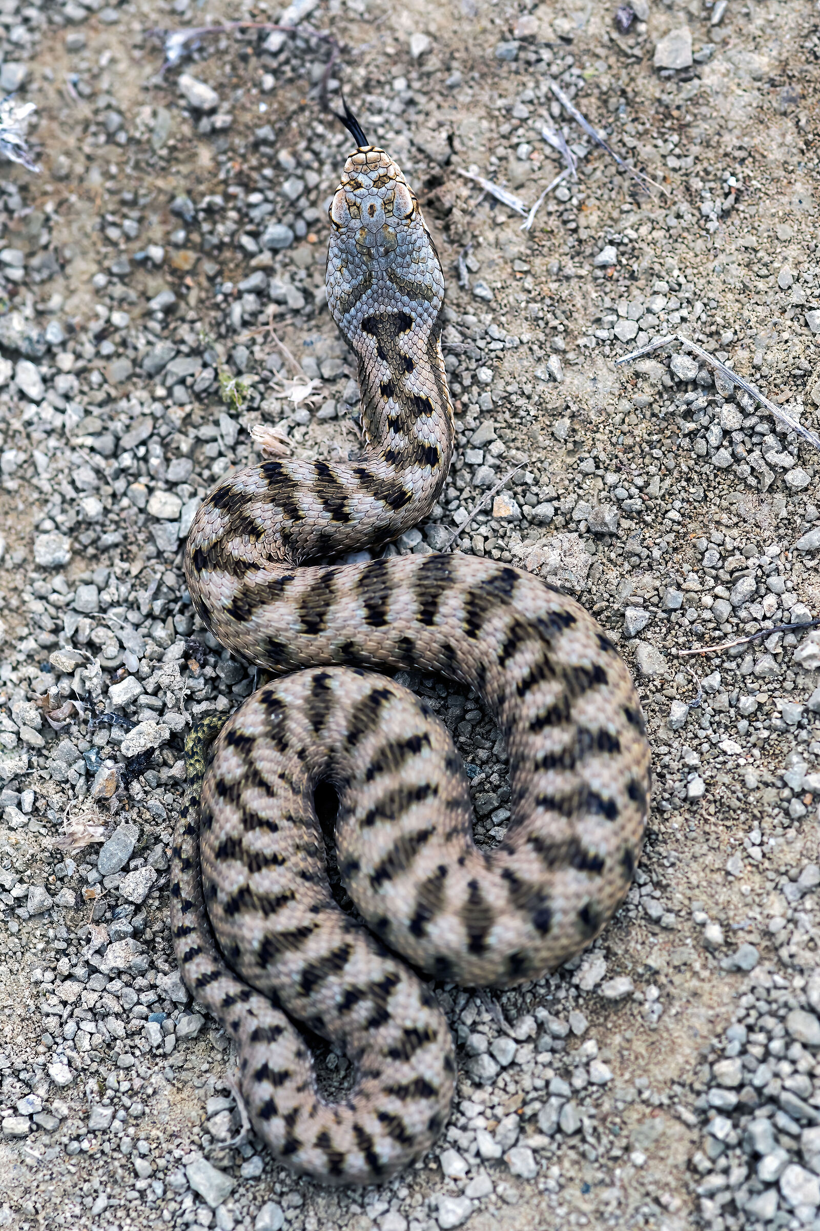 Vipera (Vipera aspis) juv., Viper