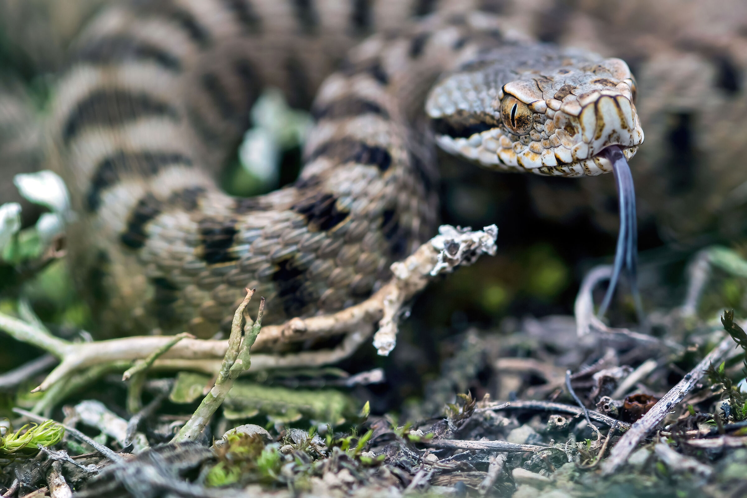 Vipera (Vipera aspis) juv., Viper