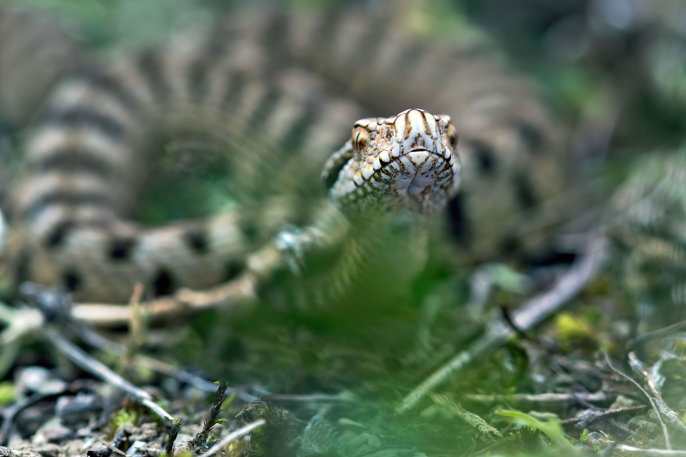 Vipera (Vipera aspis) juv., Viper