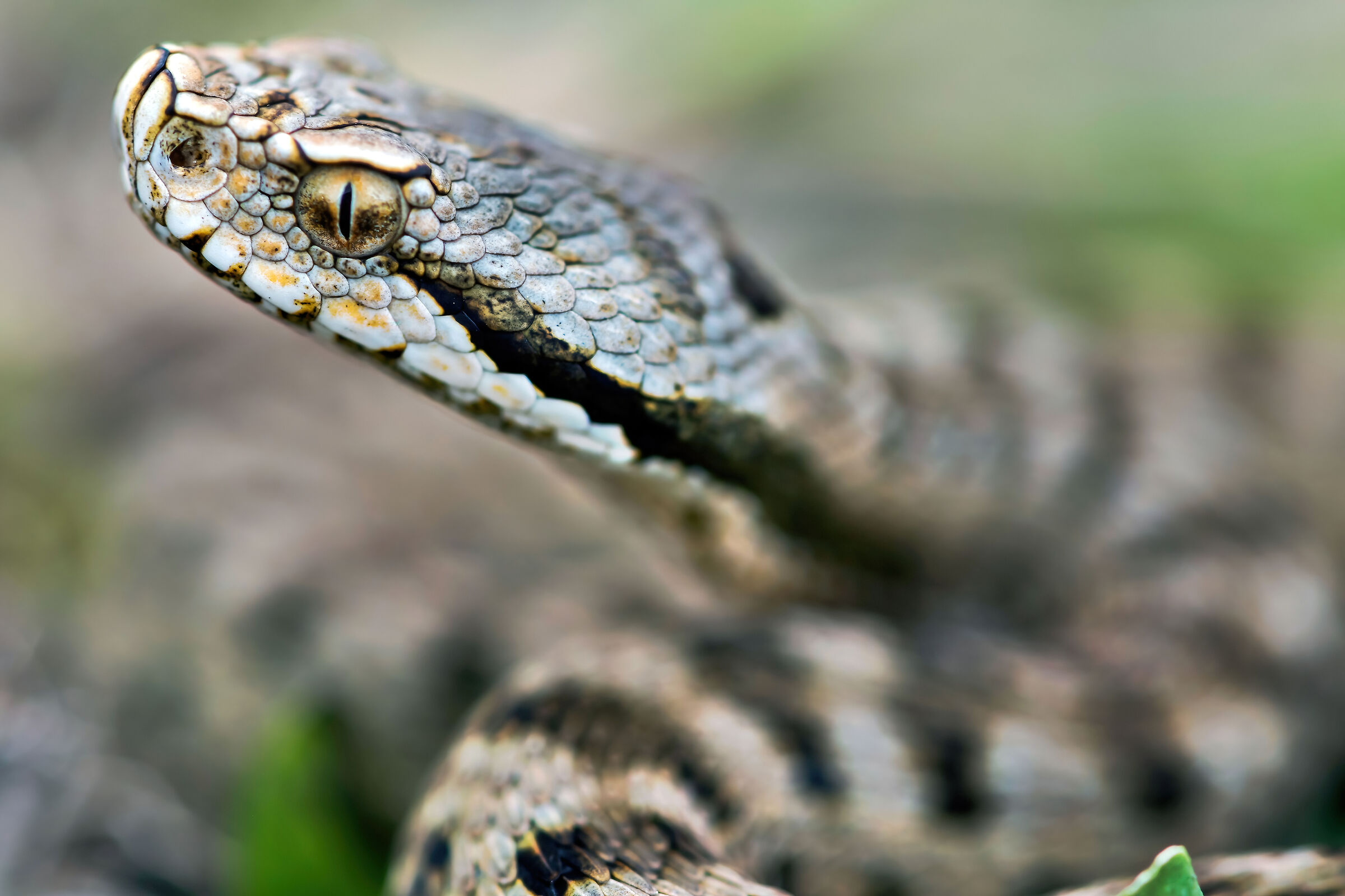 Vipera (Vipera aspis) juv., Viper