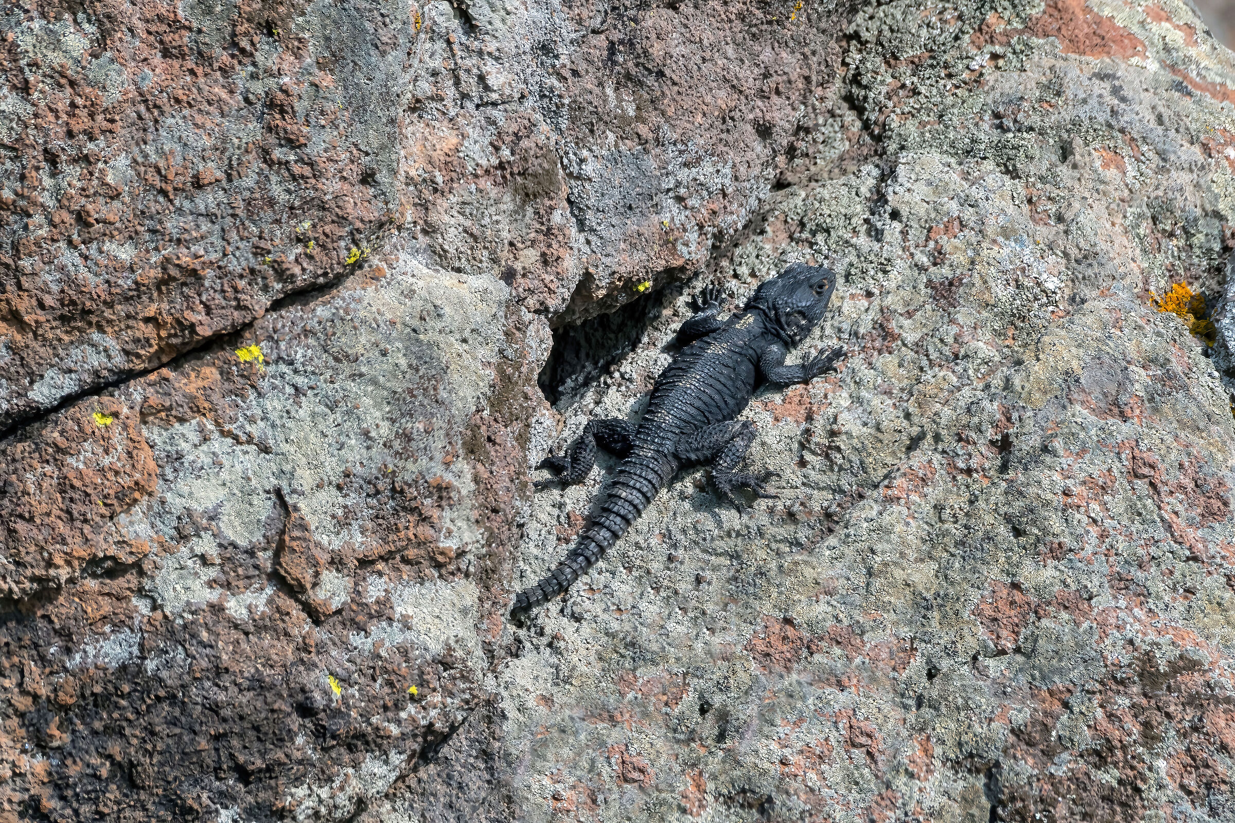 Stellione (Stellagama stellio)