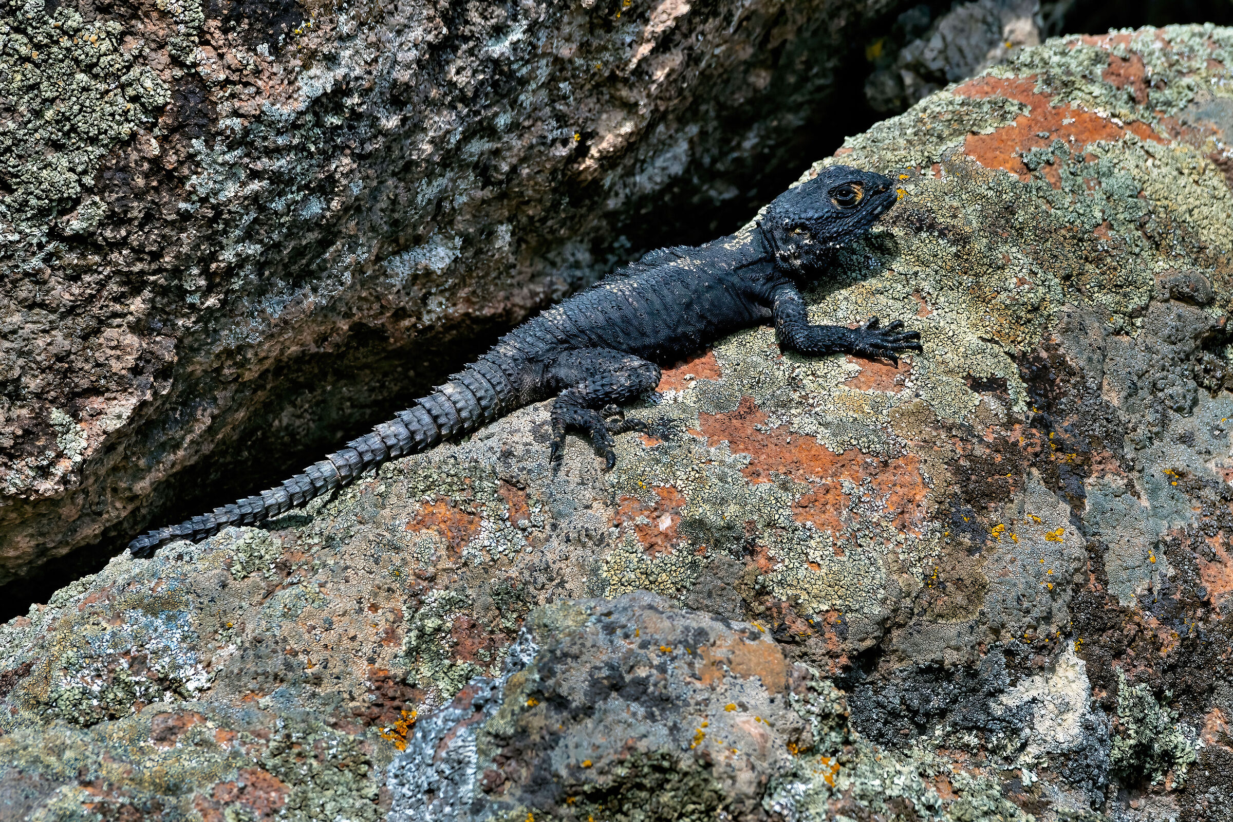Sellione (Stellagama stellio)