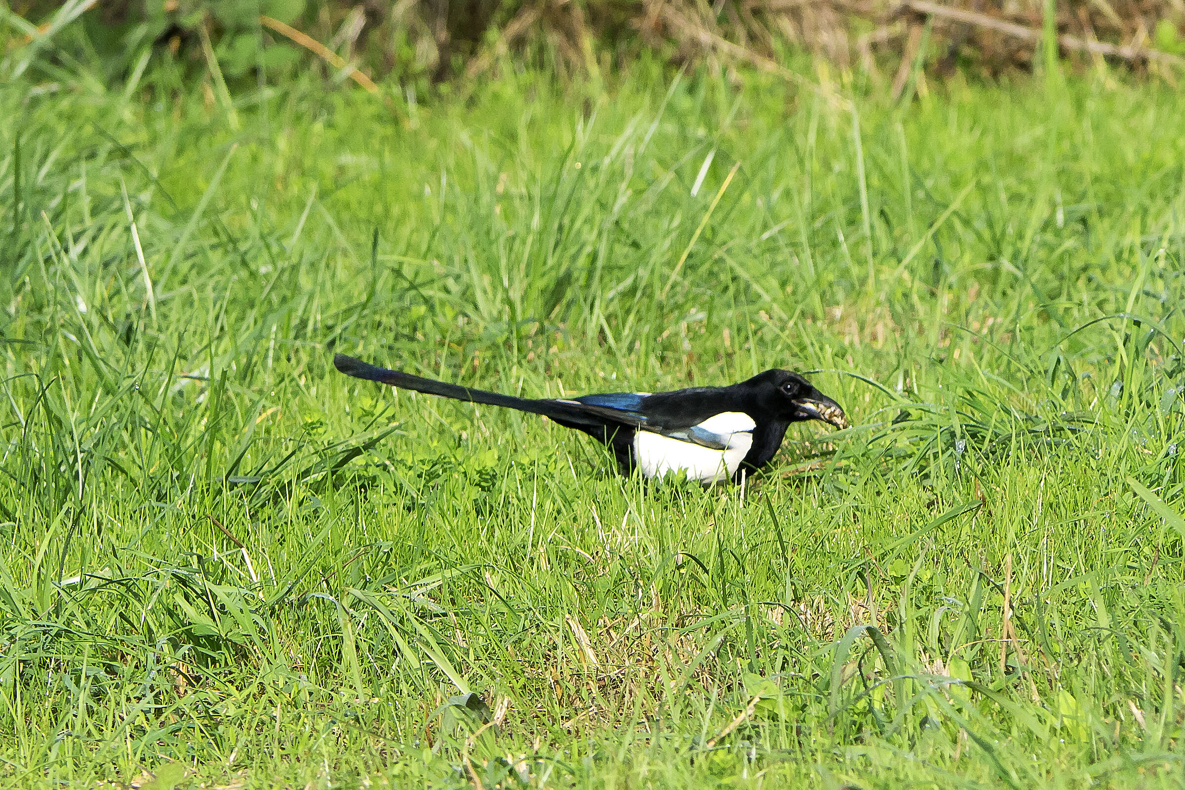 Magpie