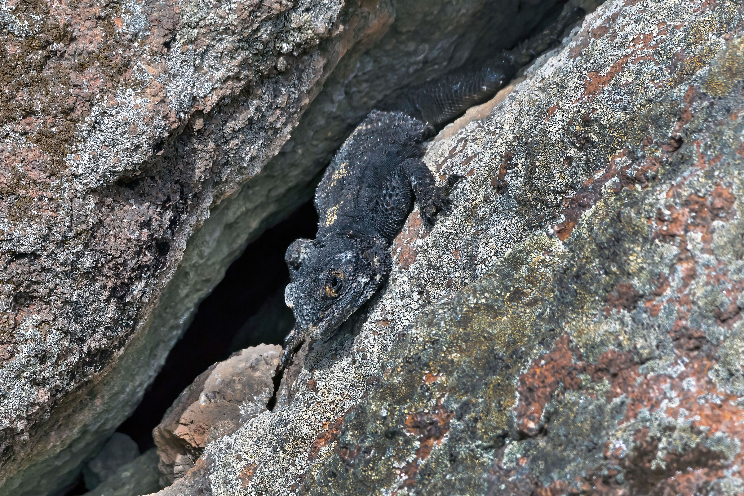 Stellione (Stellagama stellio)