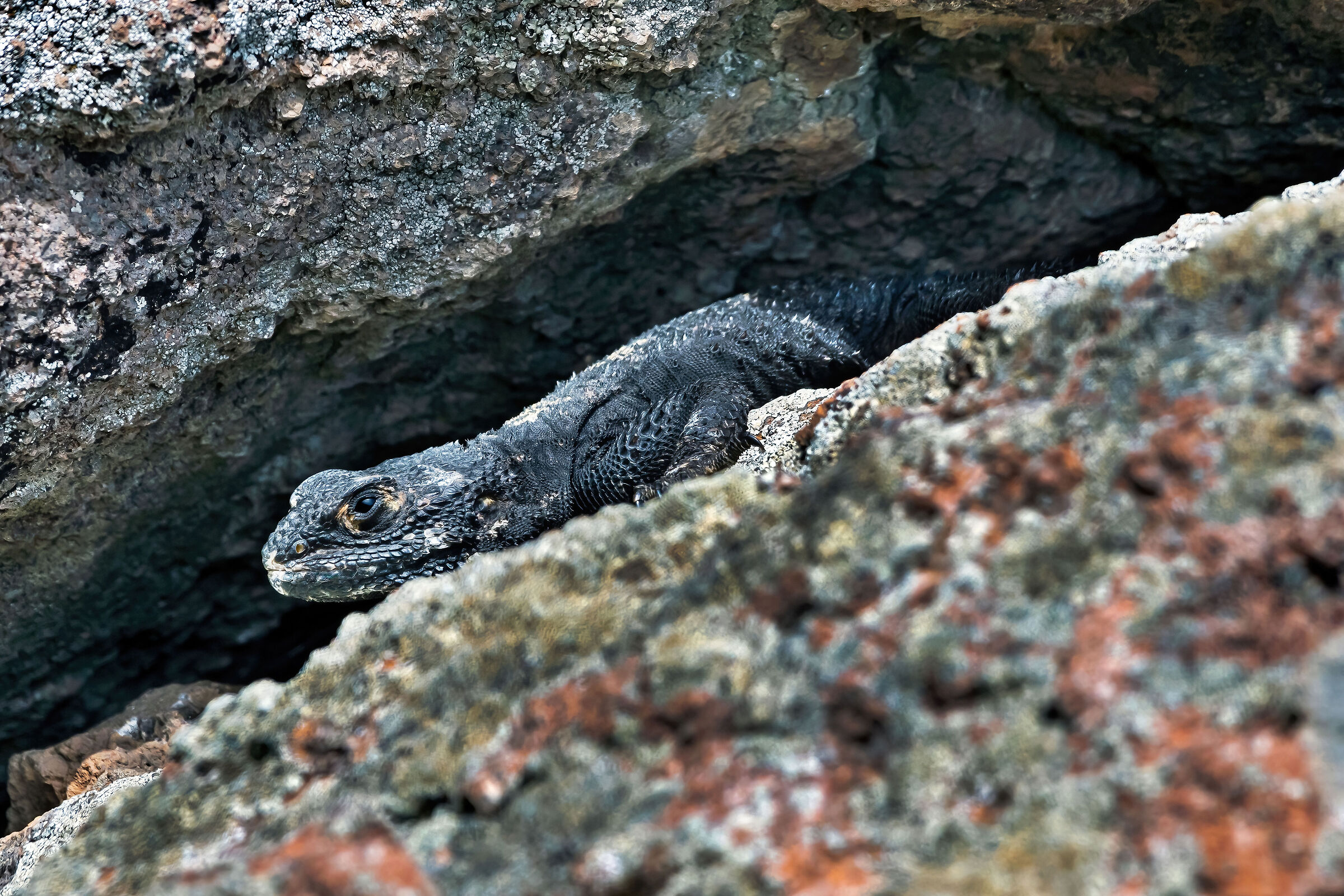 Stellione (Stellagama stellio)