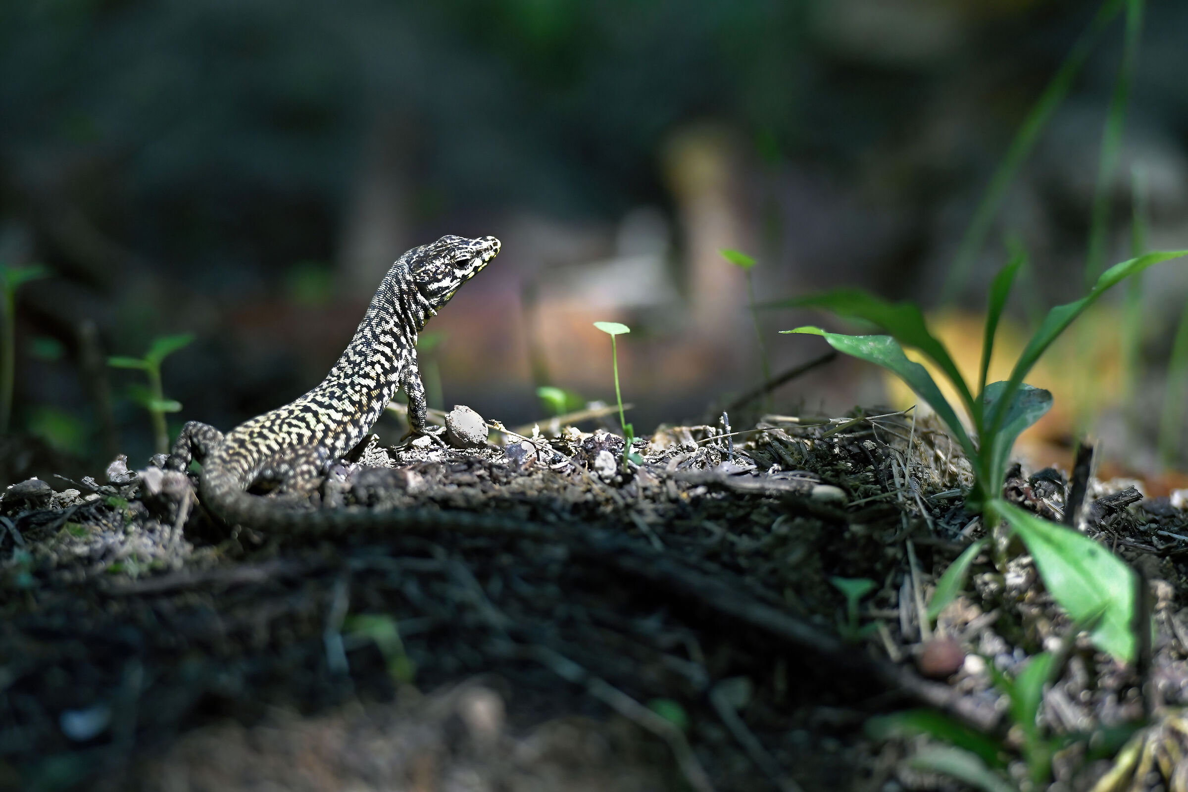 Lucertola (Lacerta muralis)