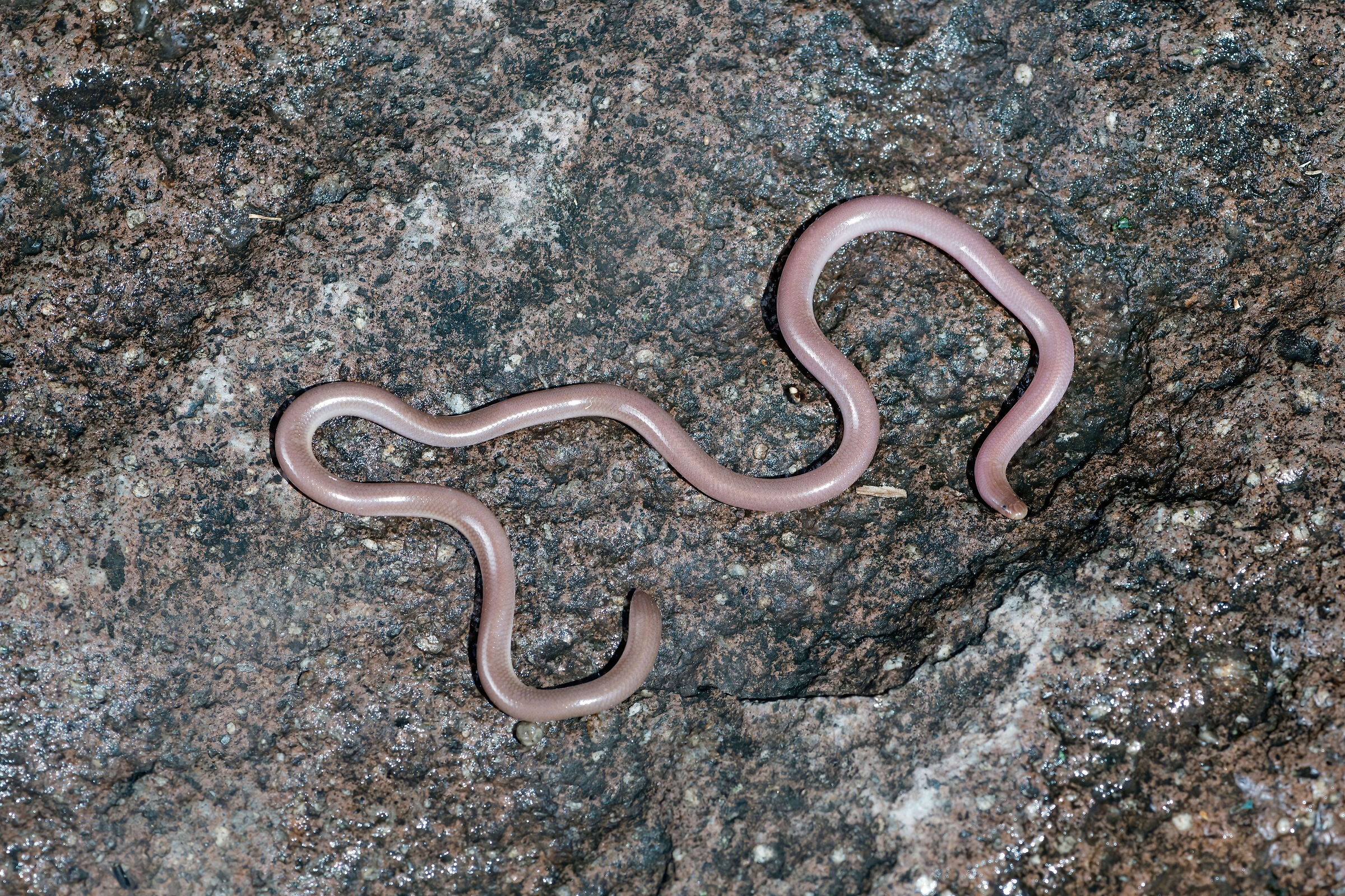 Serpente-verme (Xerotyphplops vermicularis)