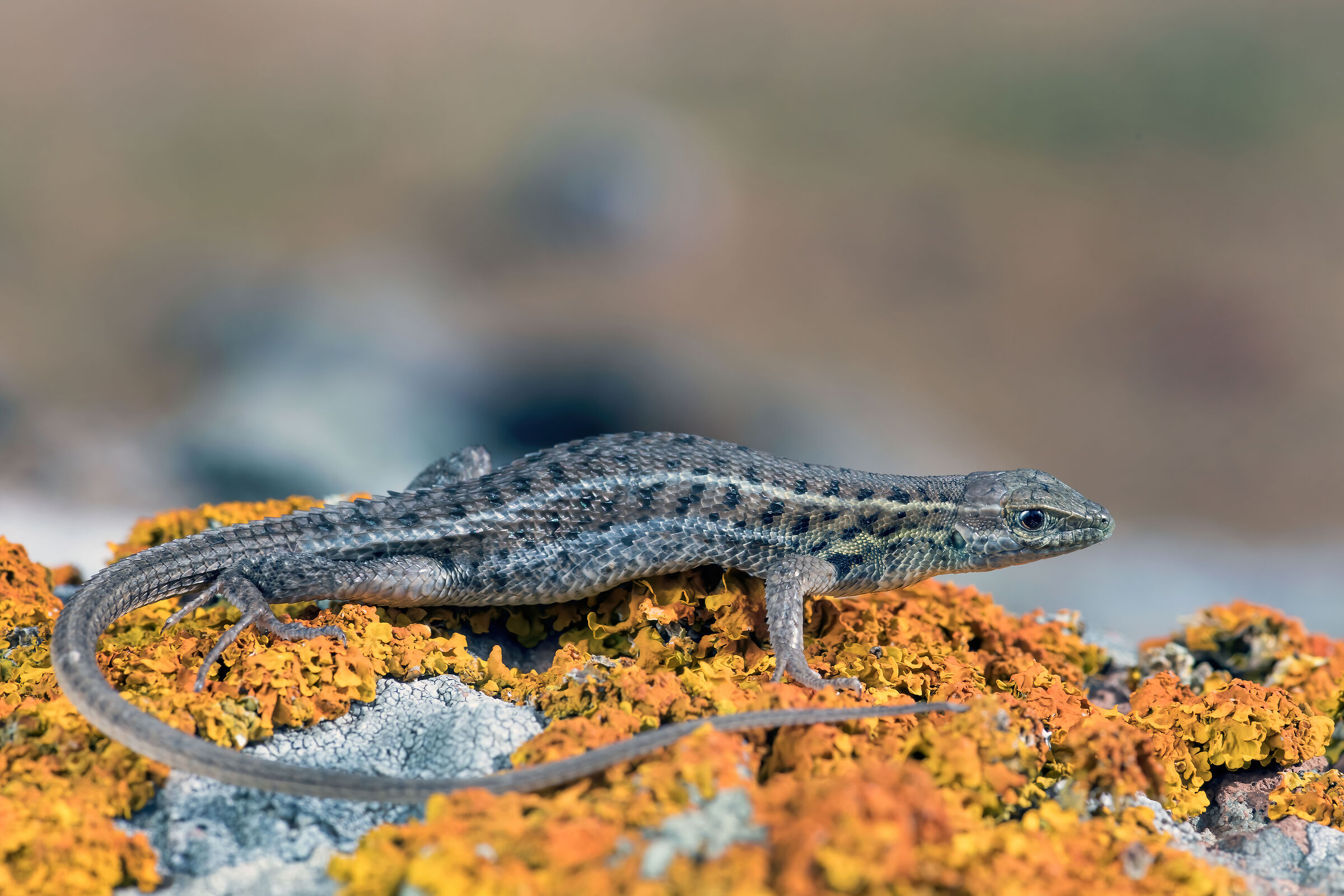 Lucertola occhi di serpente (Ophisops elegans)
