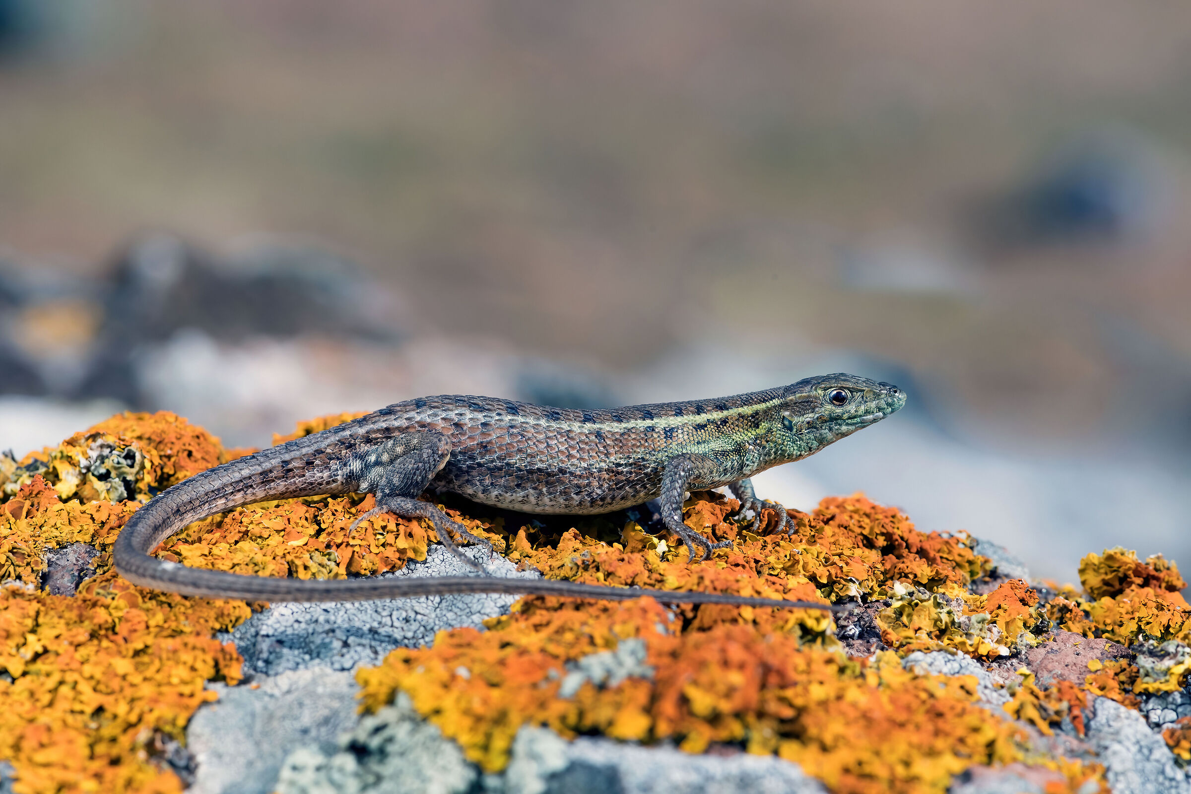 Lucertola occhi di serpente (Ophisops elegans)