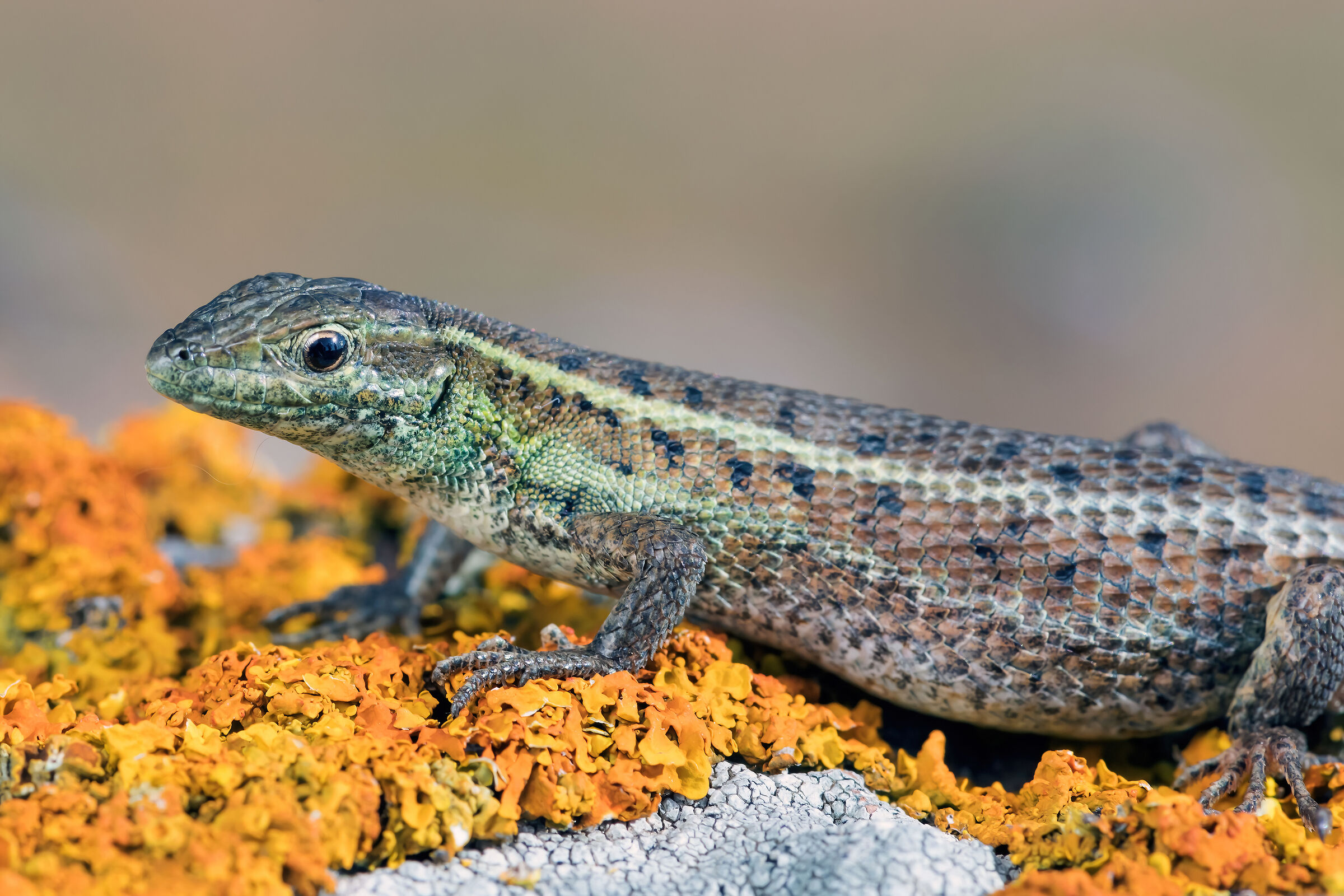 Lucertola occhi di serpente (Ophisops elegans)