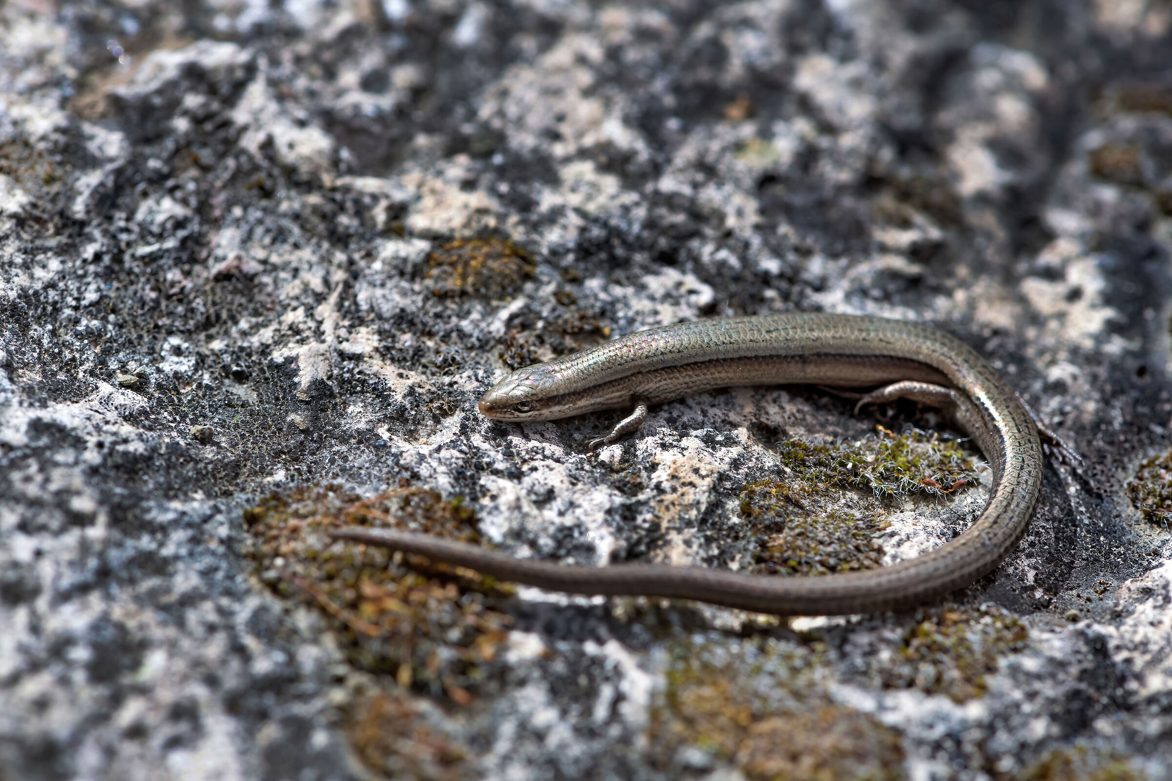 Scinco occhi di serpente (Ablepharus kitaibellii)