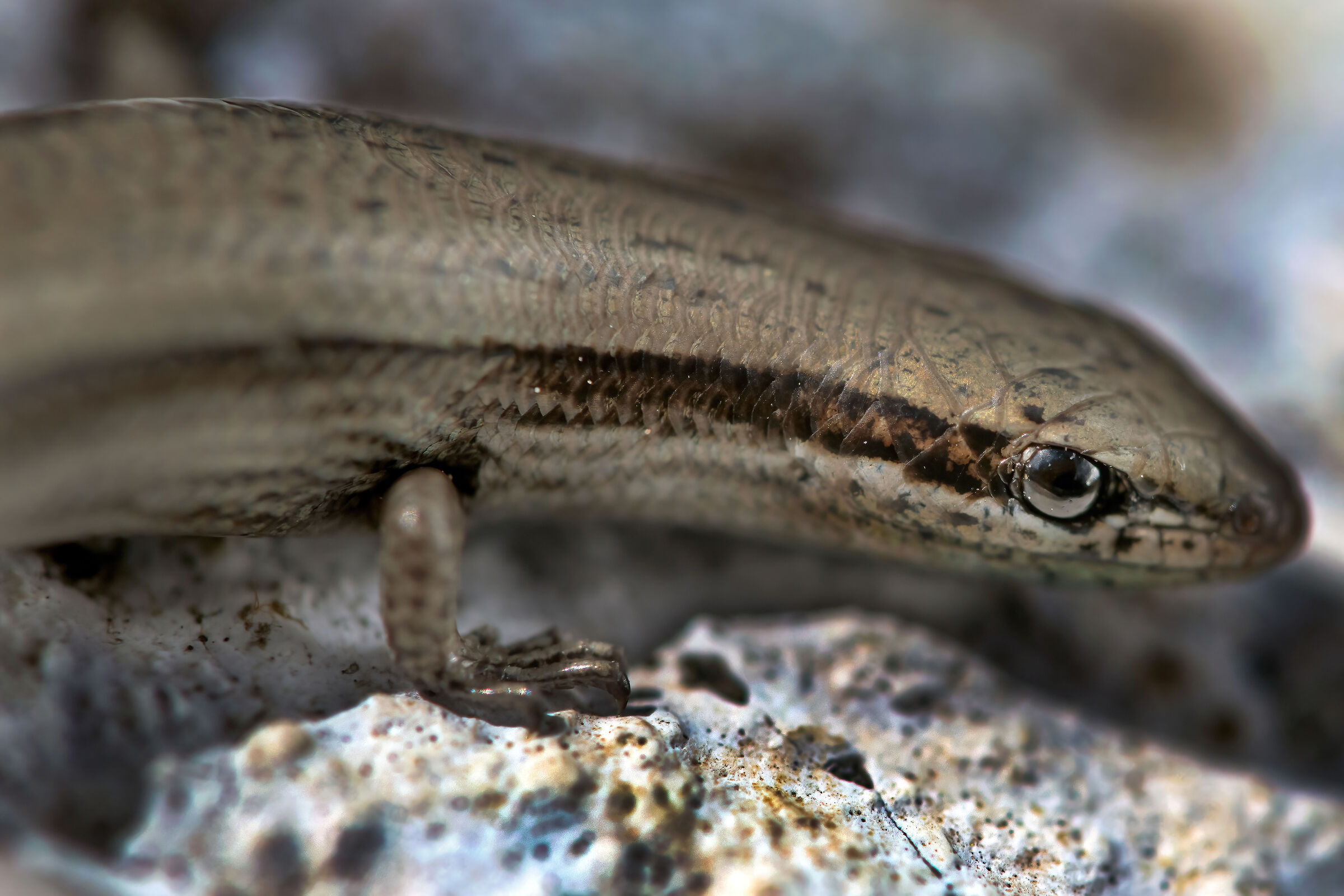 Scinco occhi di serpente (Ablepharus kitaibellii)