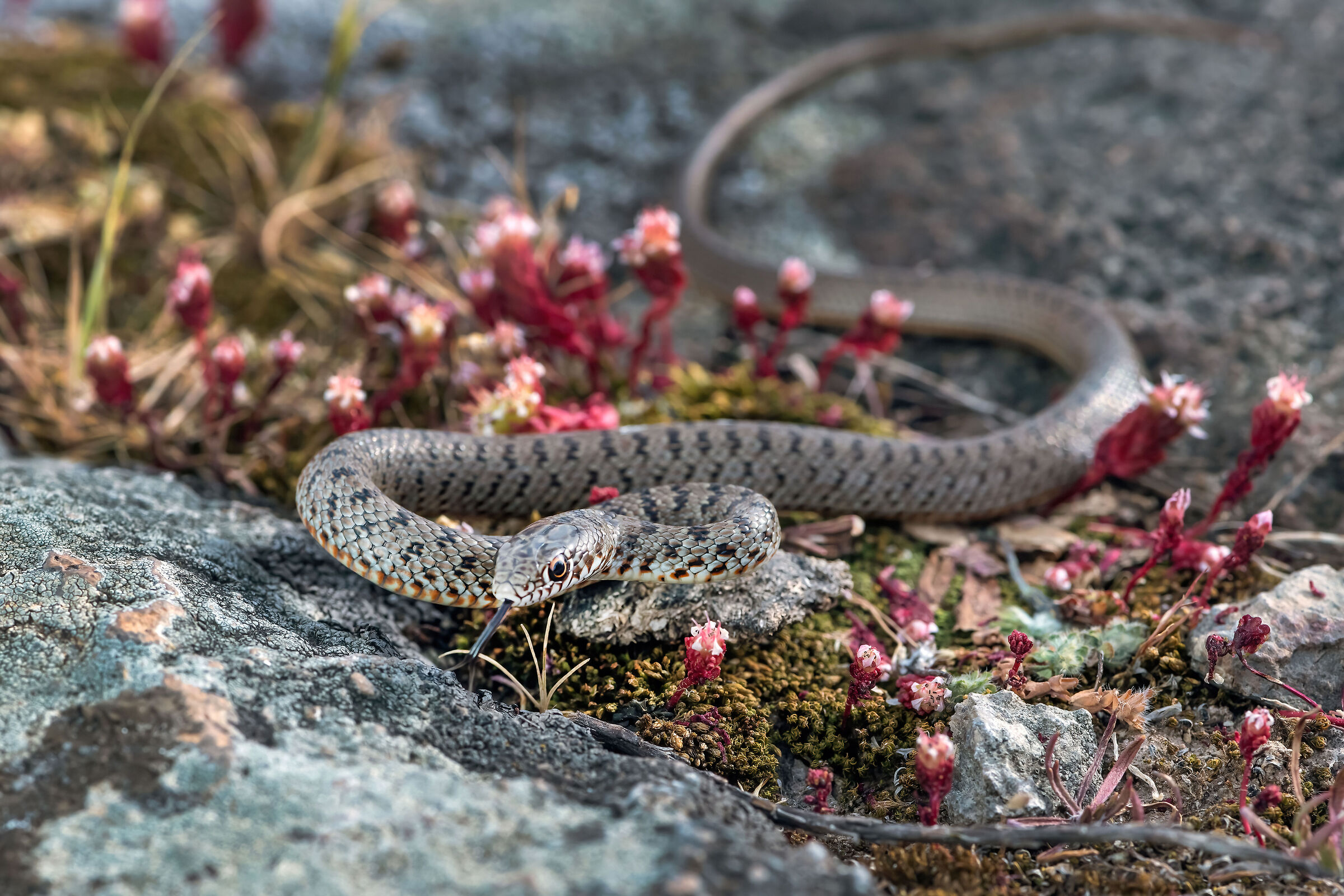 Colubro nano (Eirenis modestus)