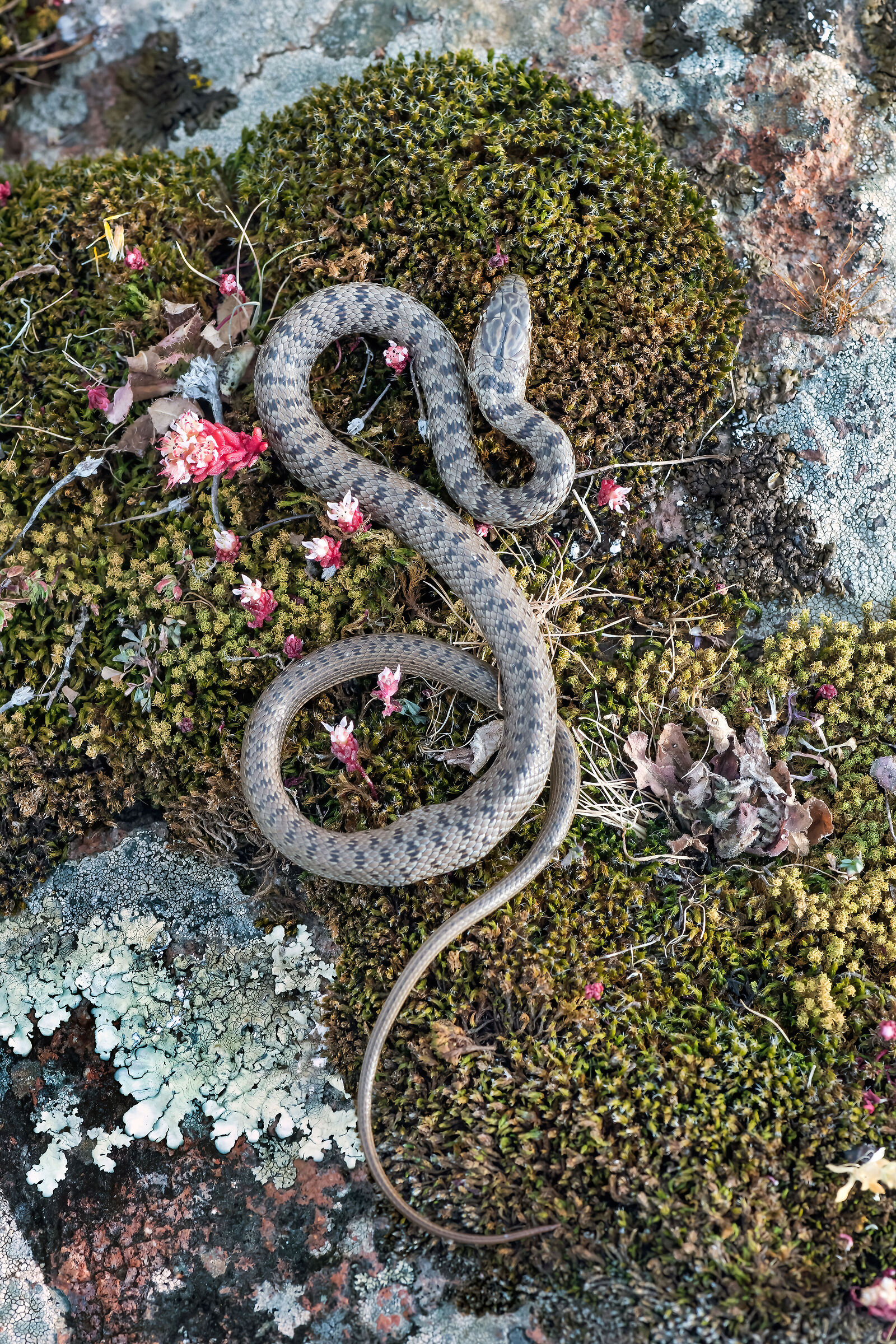 Colubro nano (Eirenis modestus)