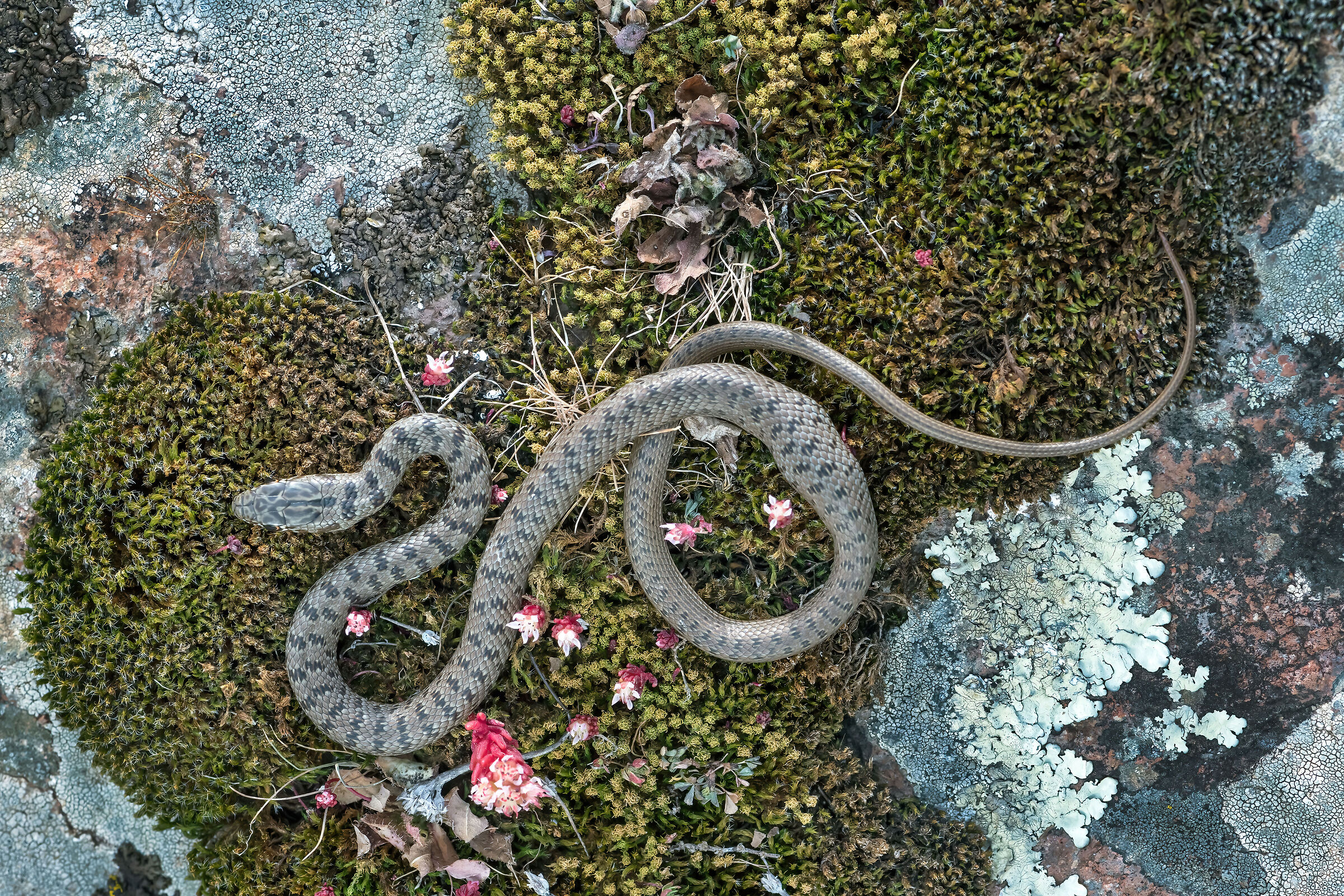 Colubro nano (Eirenis modestus)