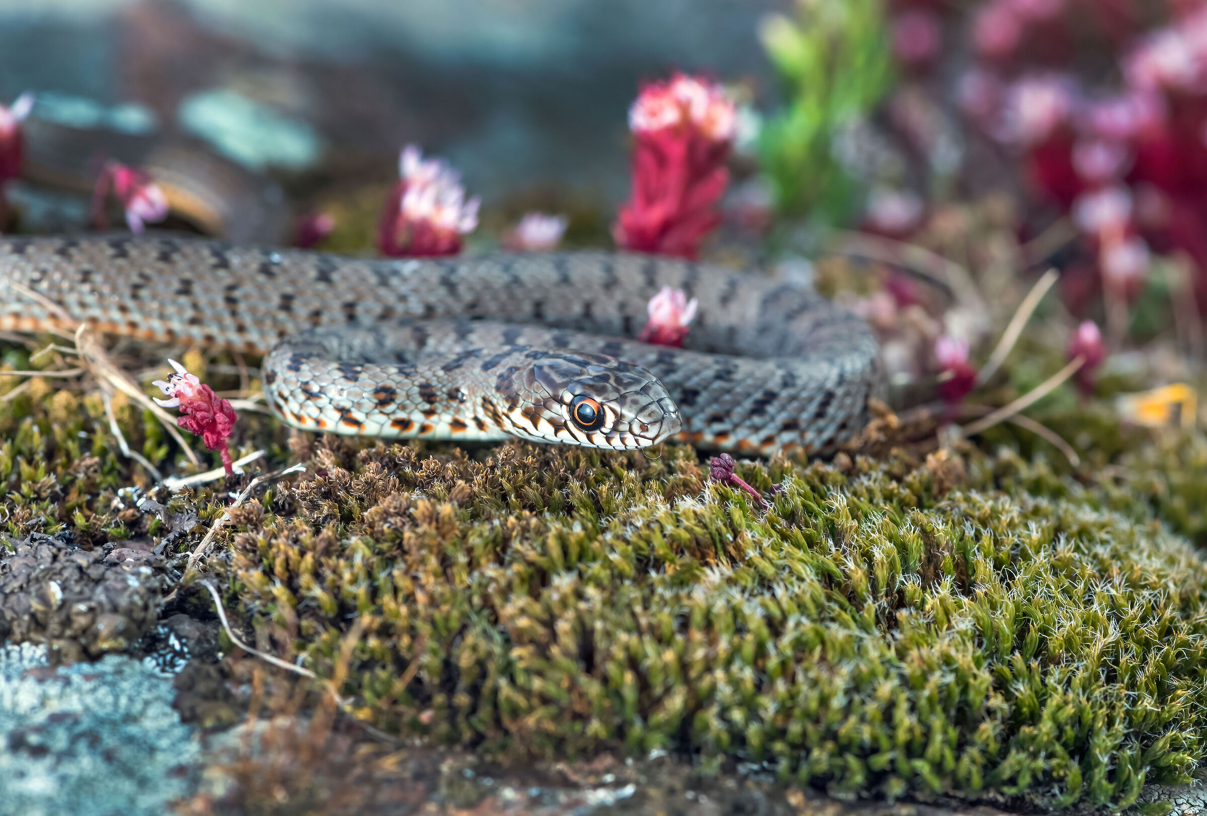 Colubro nano (Eirenis modestus)