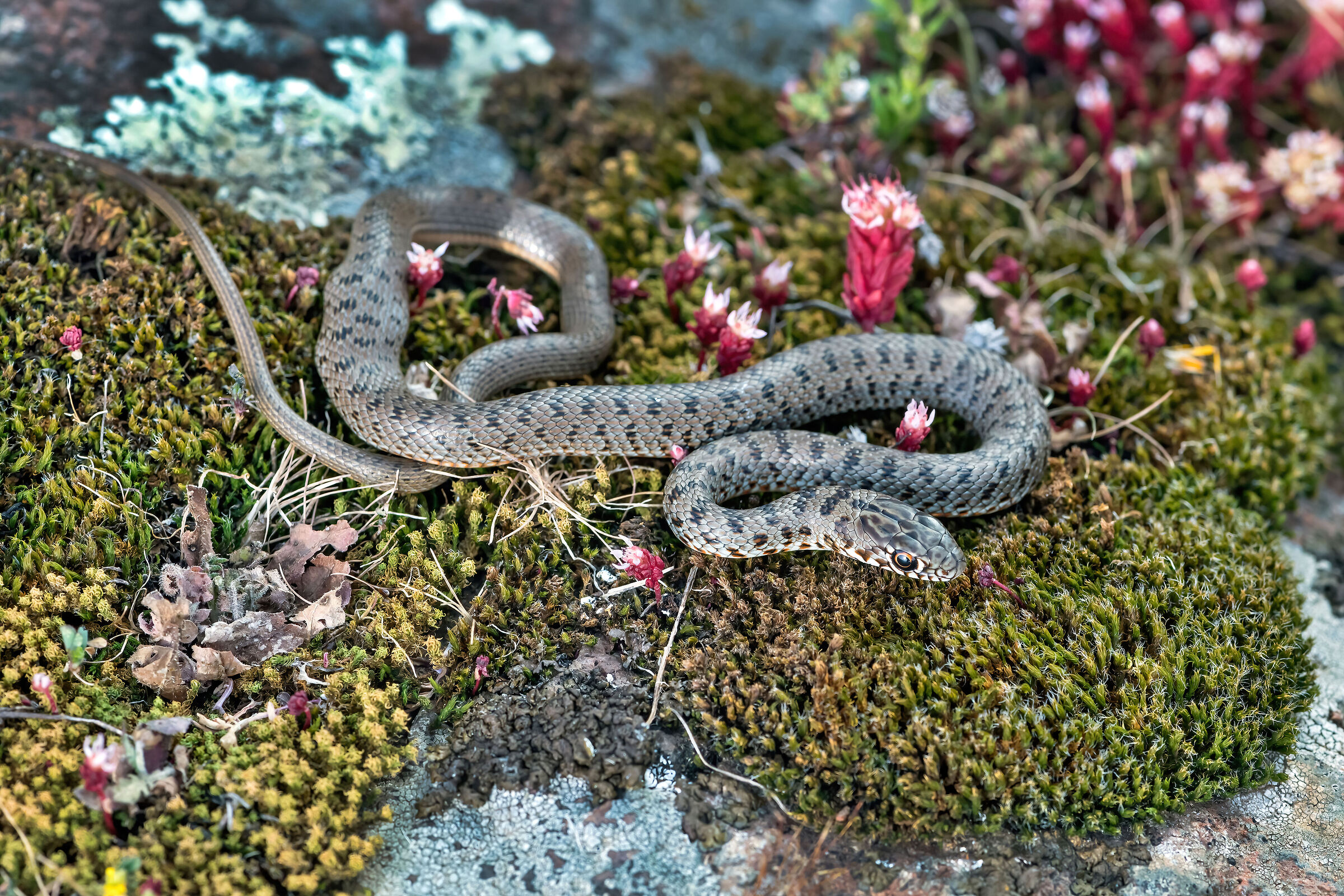 Colubro nano (Eirenis modestus)