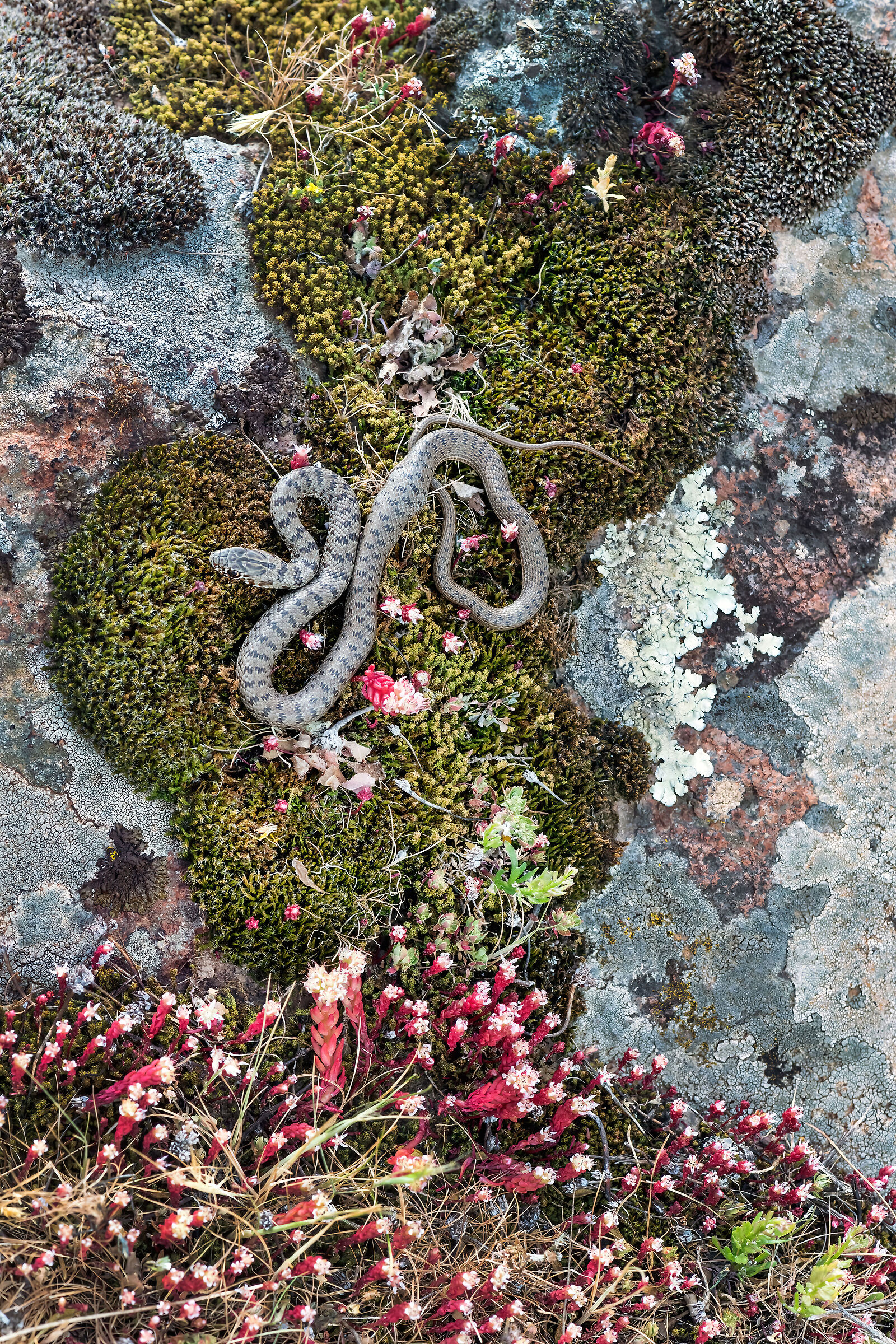 Colubro nano (Eirenis modestus)