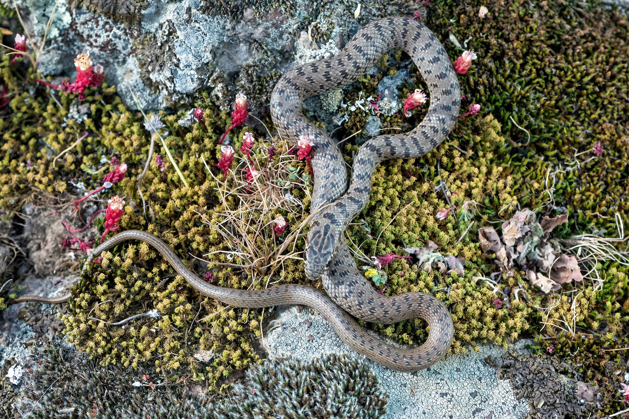 Colubro nano (Eirenis modestus)