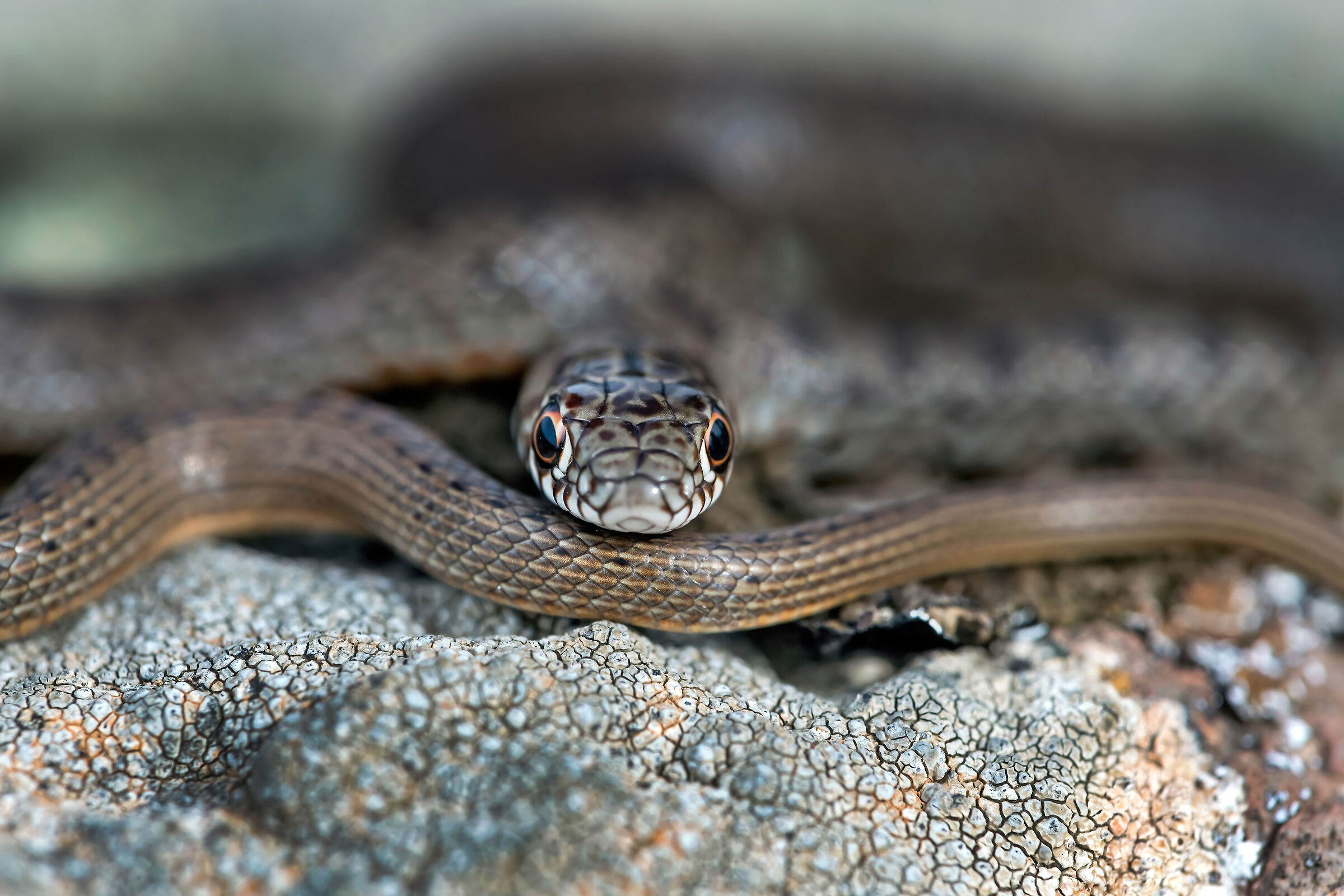 Colubro nano (Eirenis modestus)