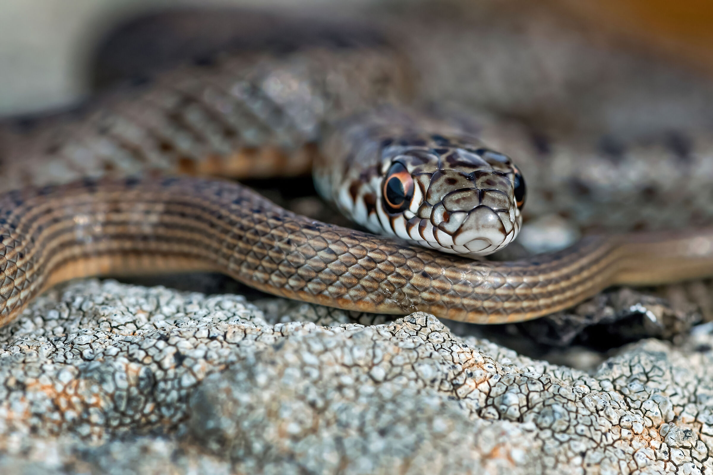 Colubro nano (Eirenis modestus)
