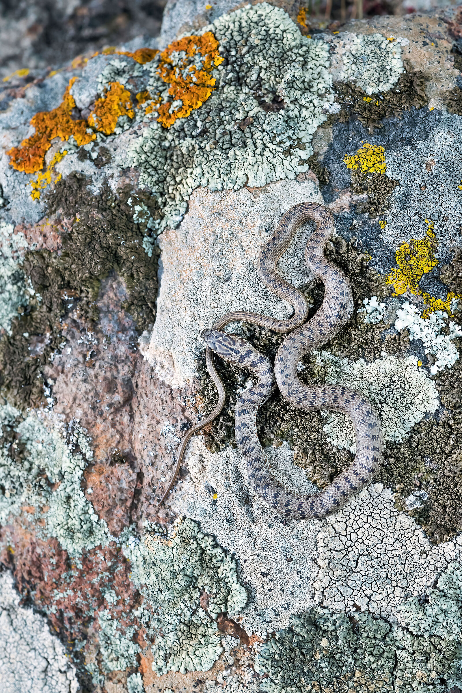 Colubro nano (Eirenis modestus)