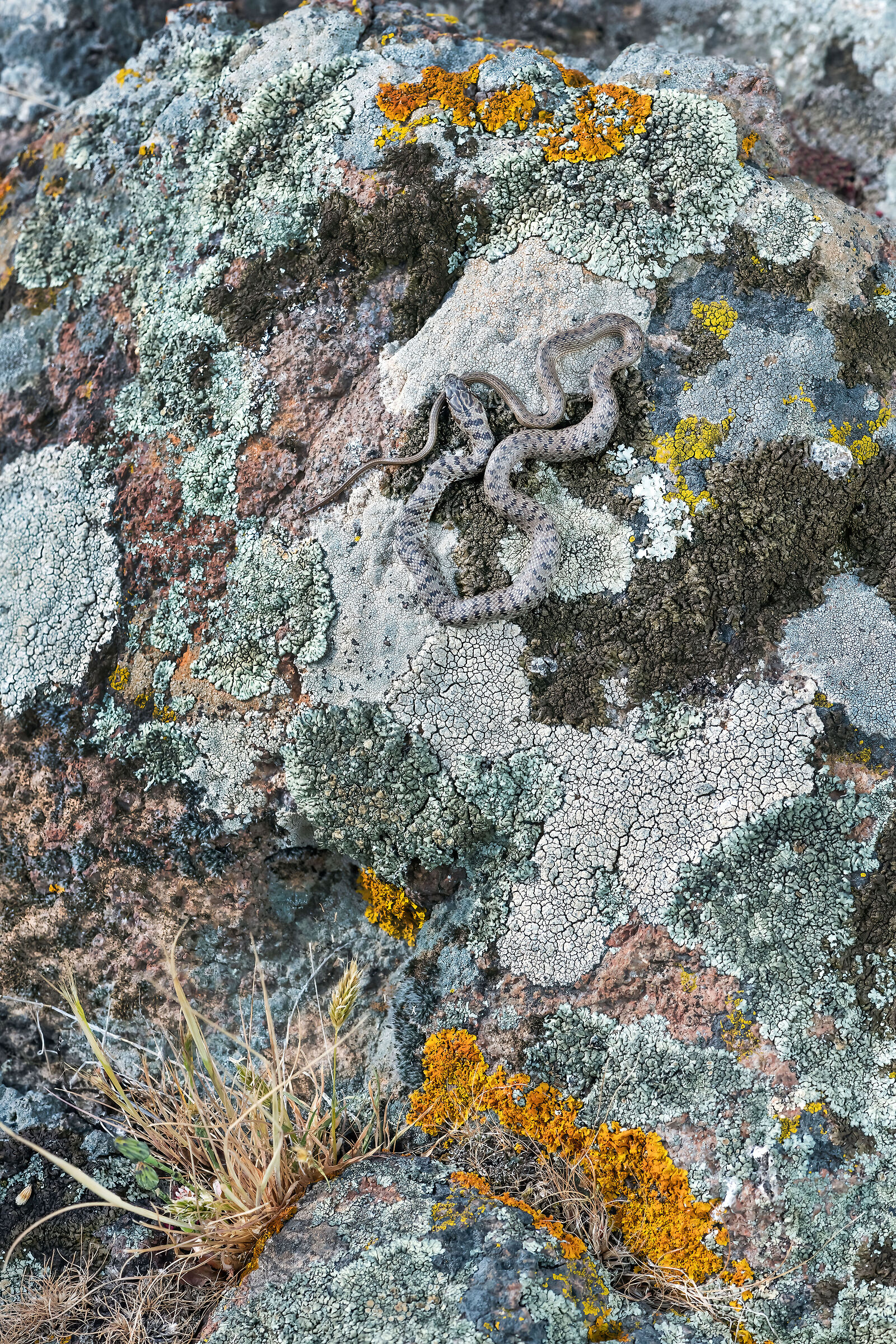 Colubro nano (Eirenis modestus)